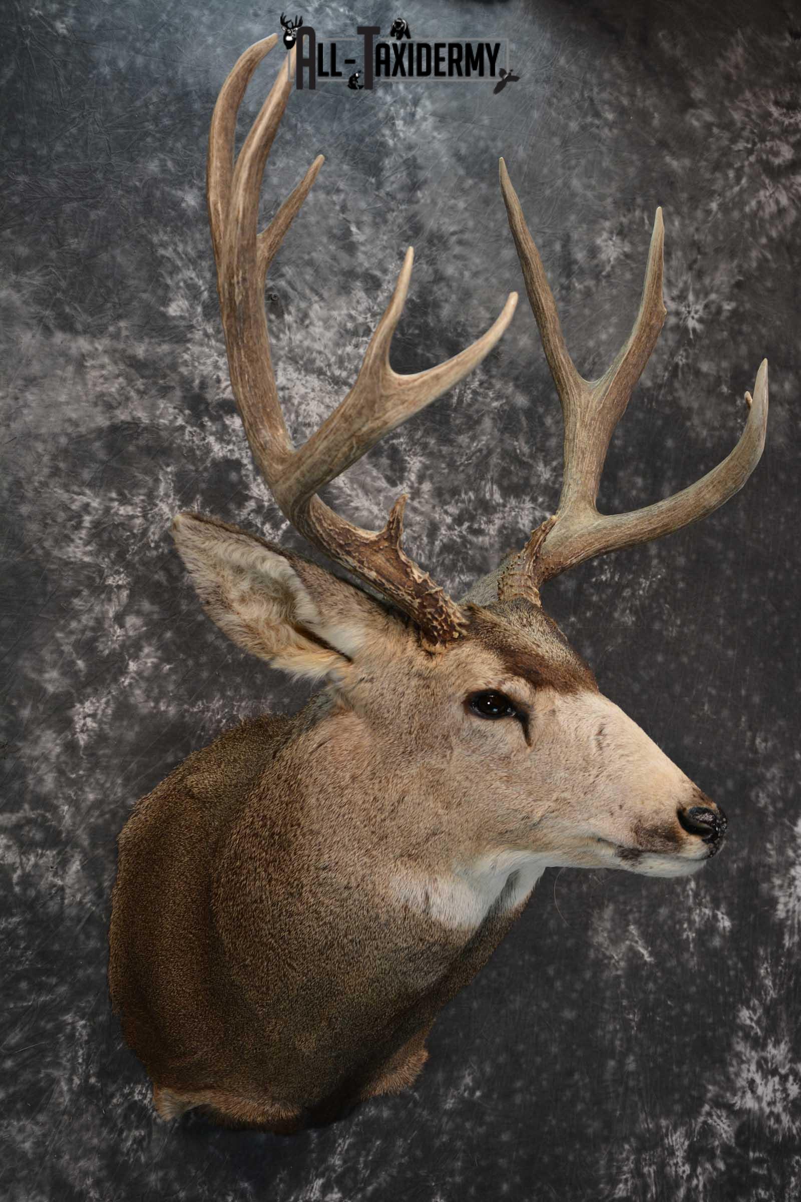 Massive Mule Deer taxidermy shoulder mount for sale SKU 1815 - Image 6