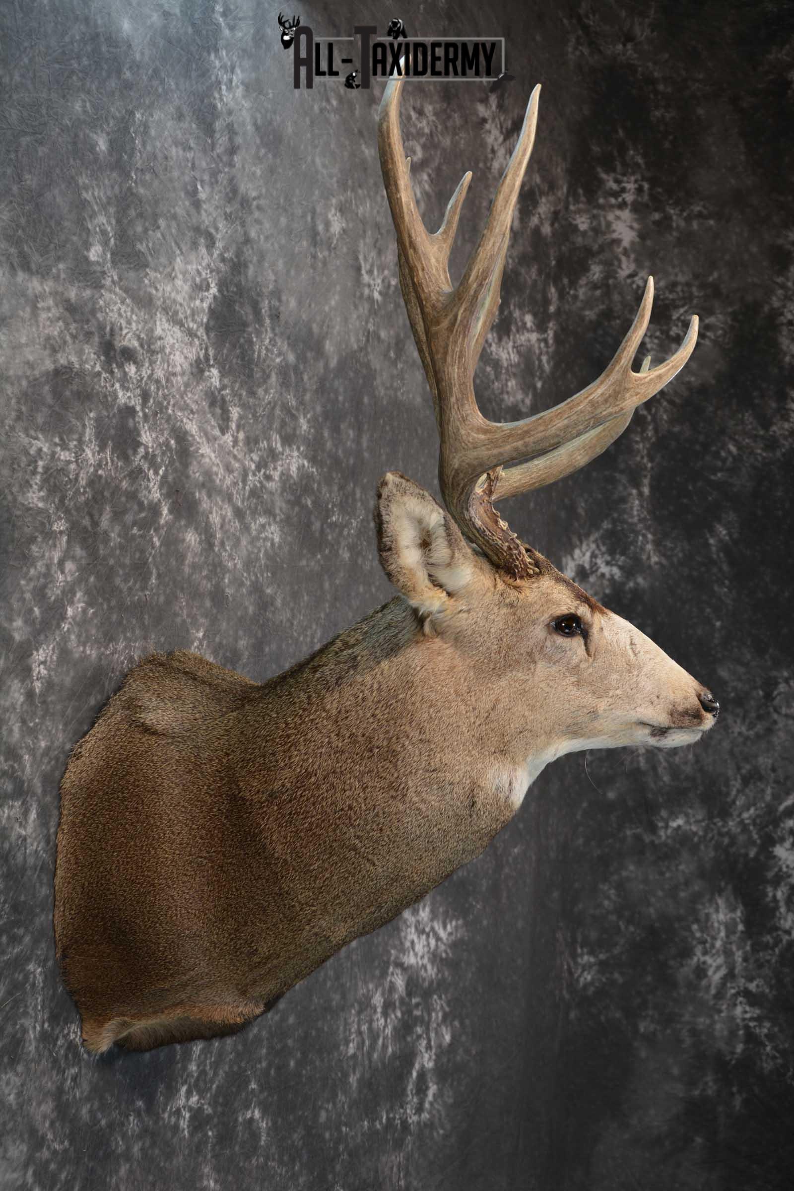 Massive Mule Deer taxidermy shoulder mount for sale SKU 1815 - Image 5