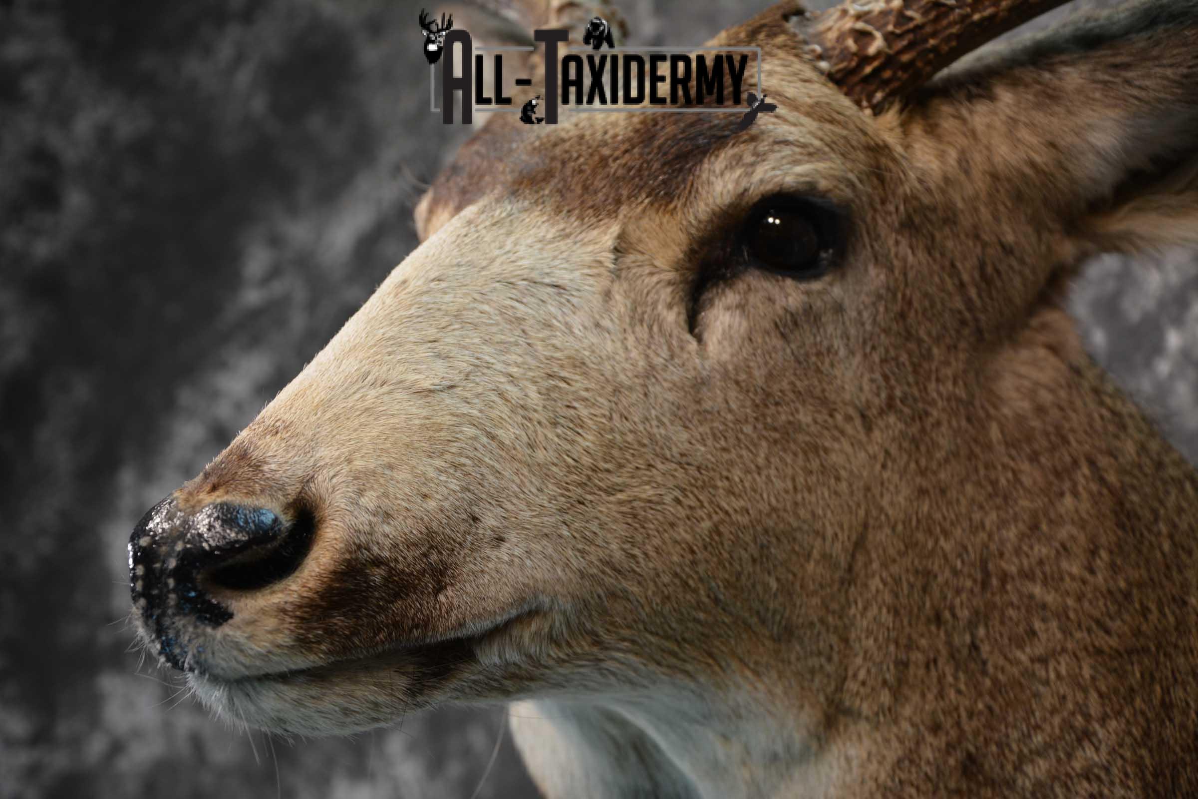 Massive Mule Deer taxidermy shoulder mount for sale SKU 1815 - Image 3