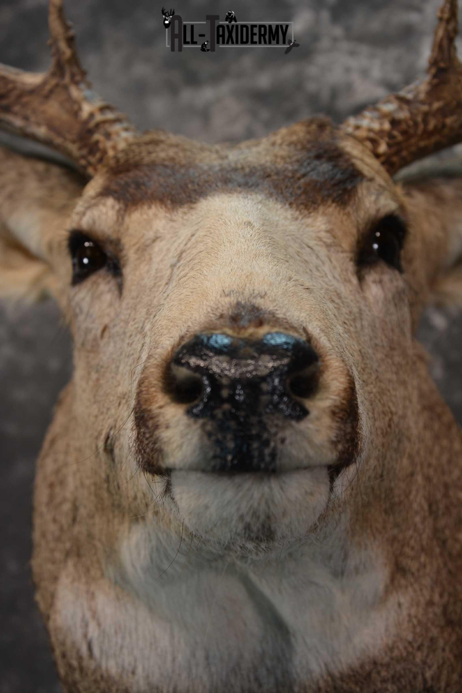 Massive Mule Deer taxidermy shoulder mount for sale SKU 1815 - Image 2