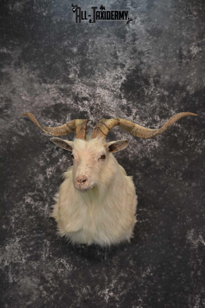 Hybrid Spanish Goat taxidermy shoulder mount for sale SKU 1791