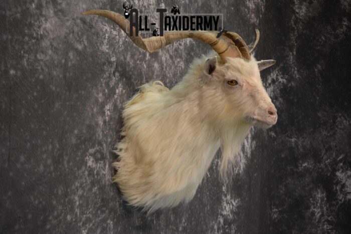 Hybrid Spanish Goat taxidermy shoulder mount for sale SKU 1791