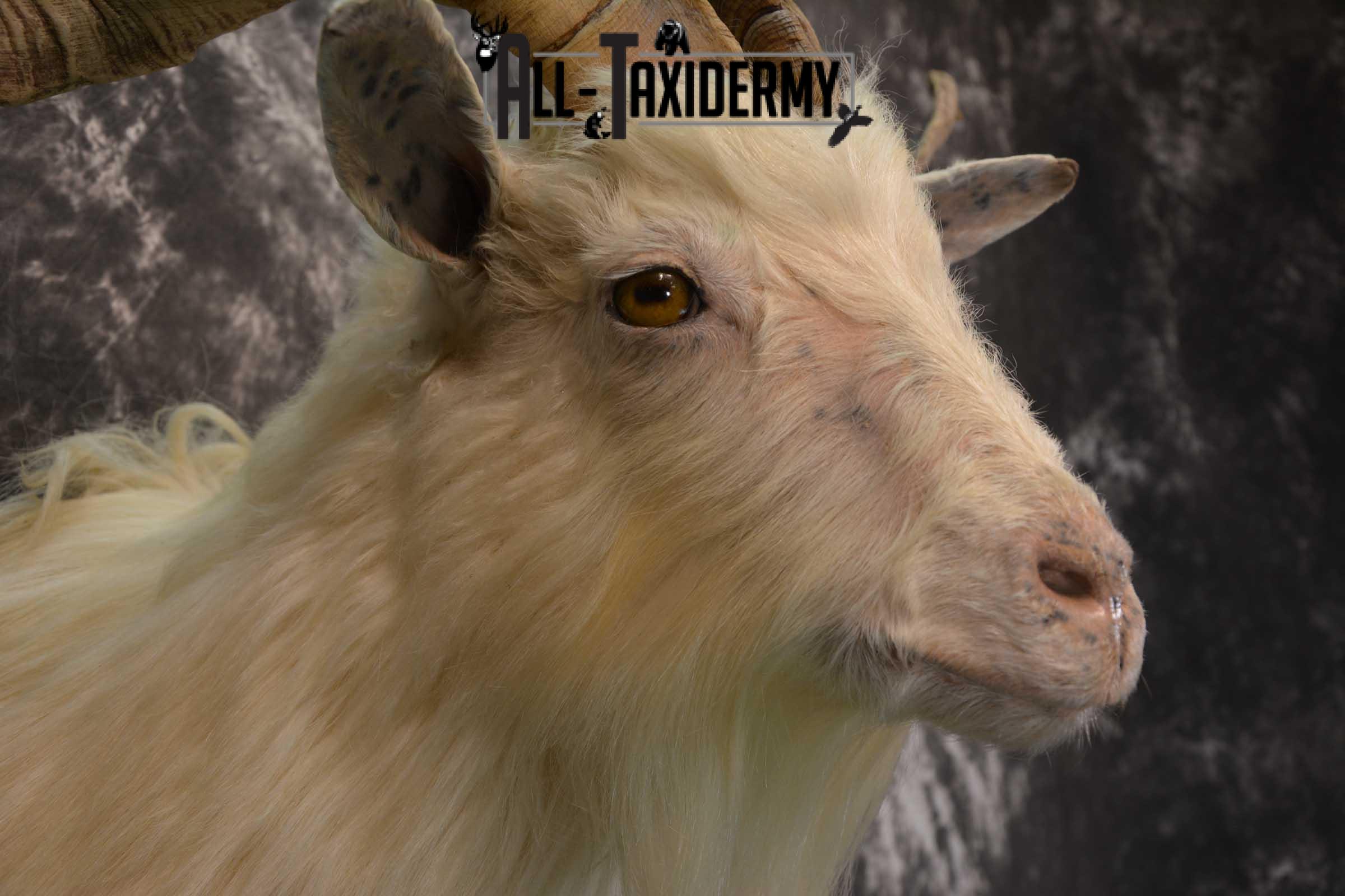 Hybrid Spanish Goat taxidermy shoulder mount for sale SKU 1791