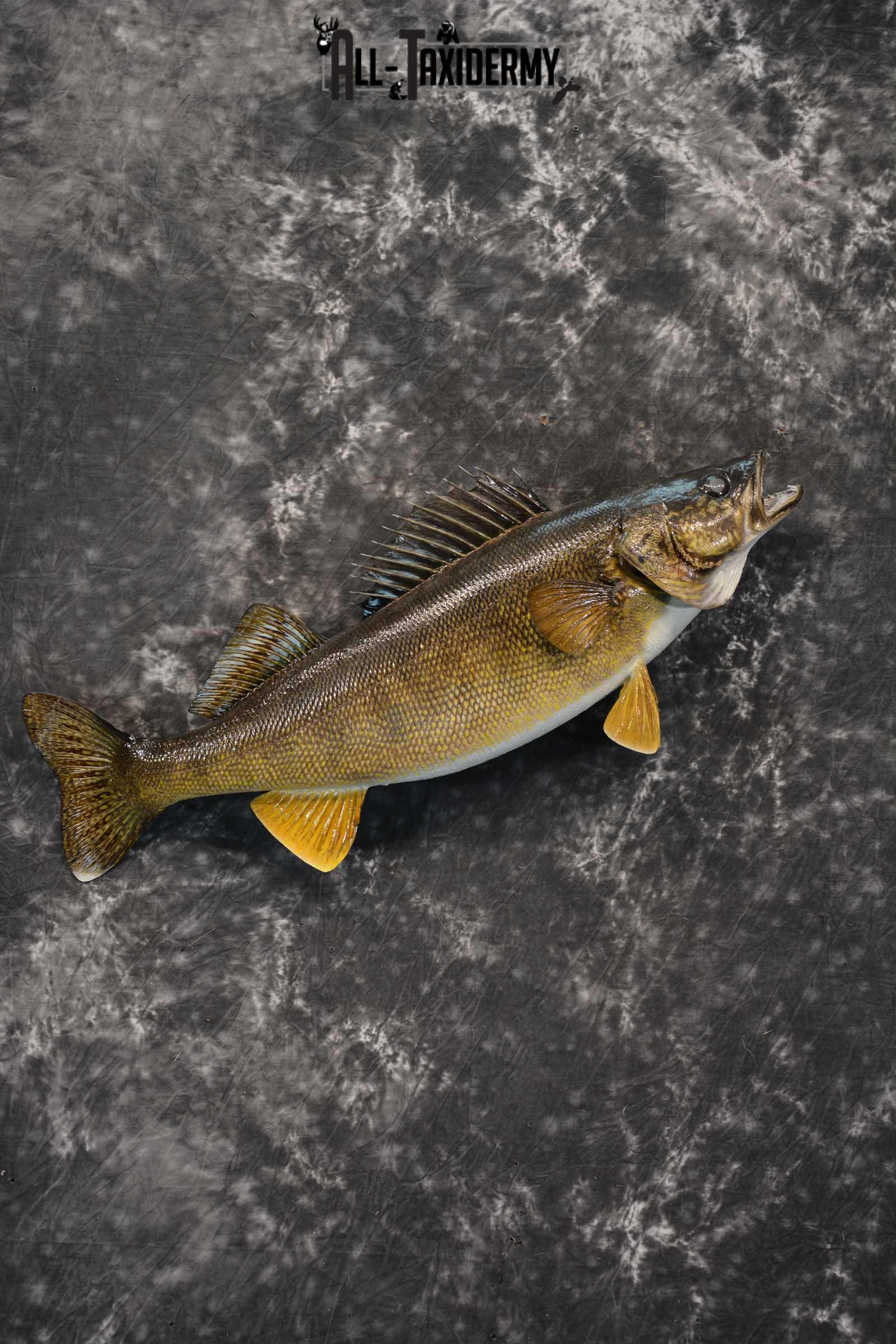Walleye fish taxidermy mount for sale SKU 1825