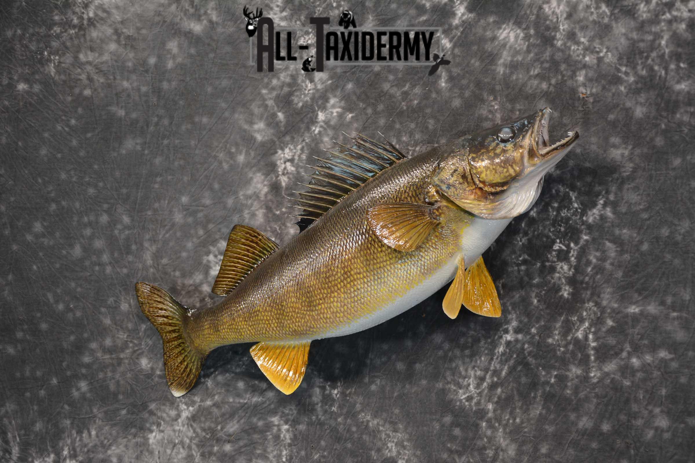 Walleye fish taxidermy mount for sale SKU 1825 - Image 6