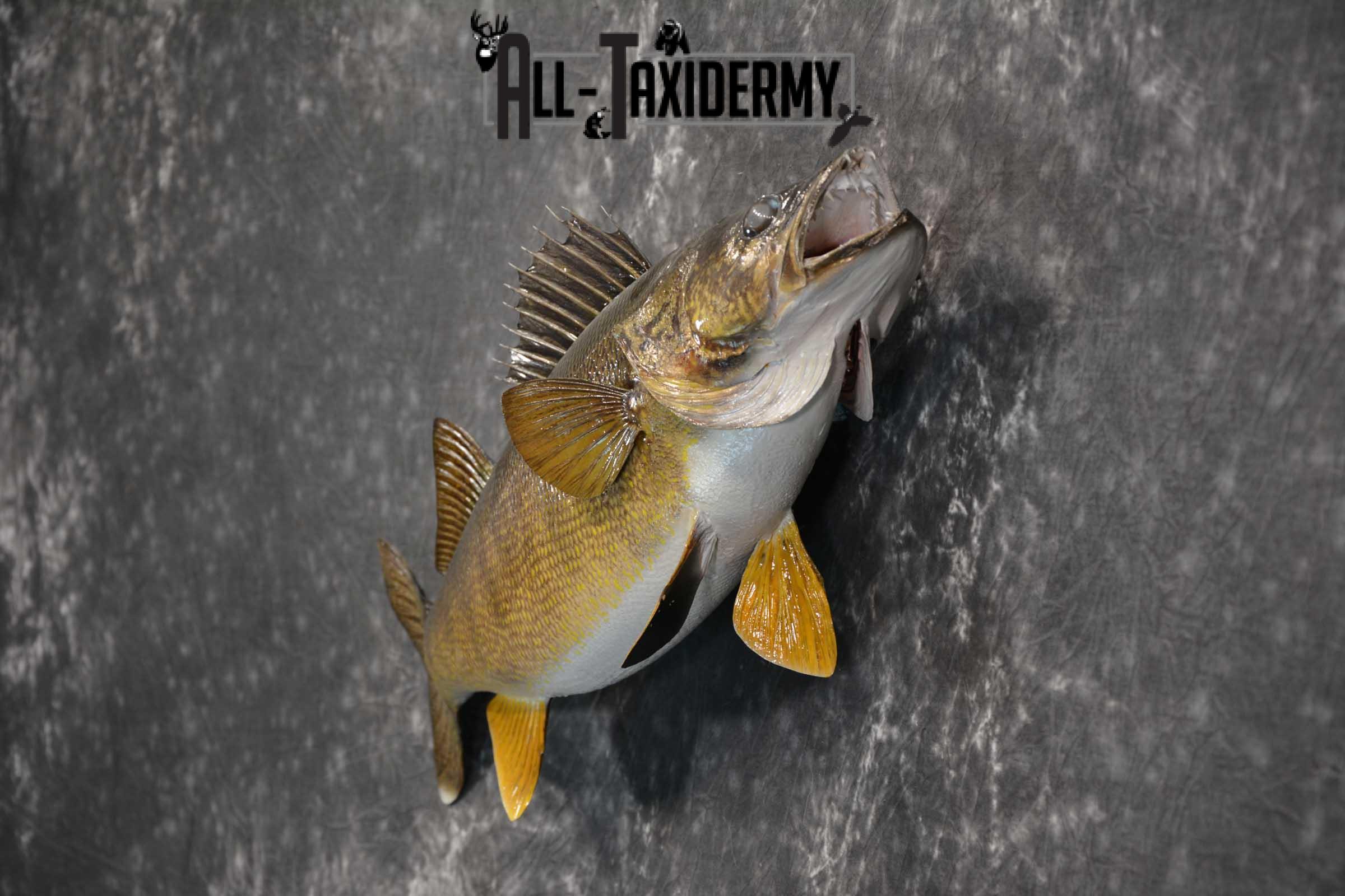 Walleye fish taxidermy mount for sale SKU 1825 - Image 5