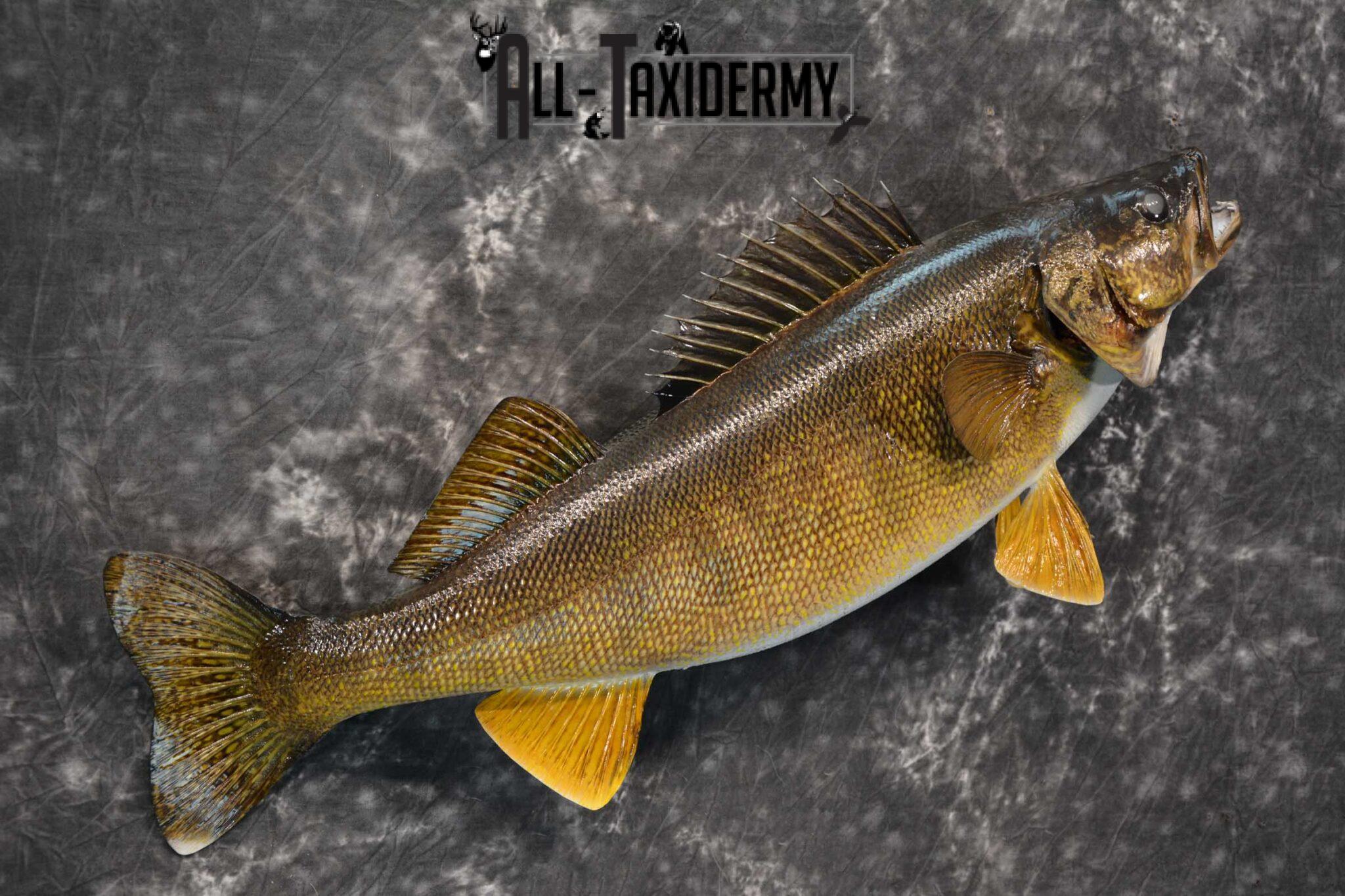 Walleye fish taxidermy mount for sale SKU 1825 All Taxidermy