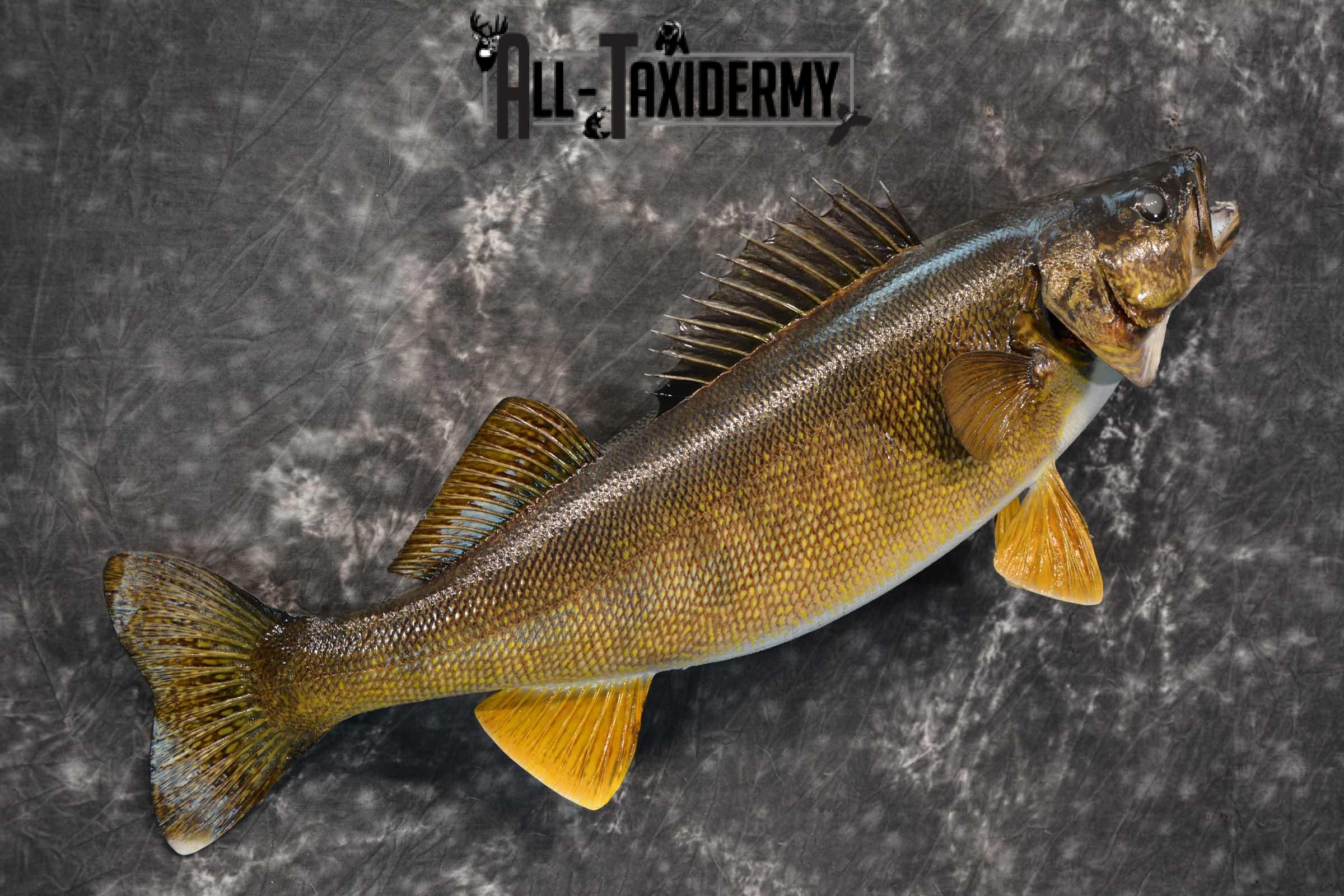 Walleye fish taxidermy mount for sale SKU 1825 - Image 4