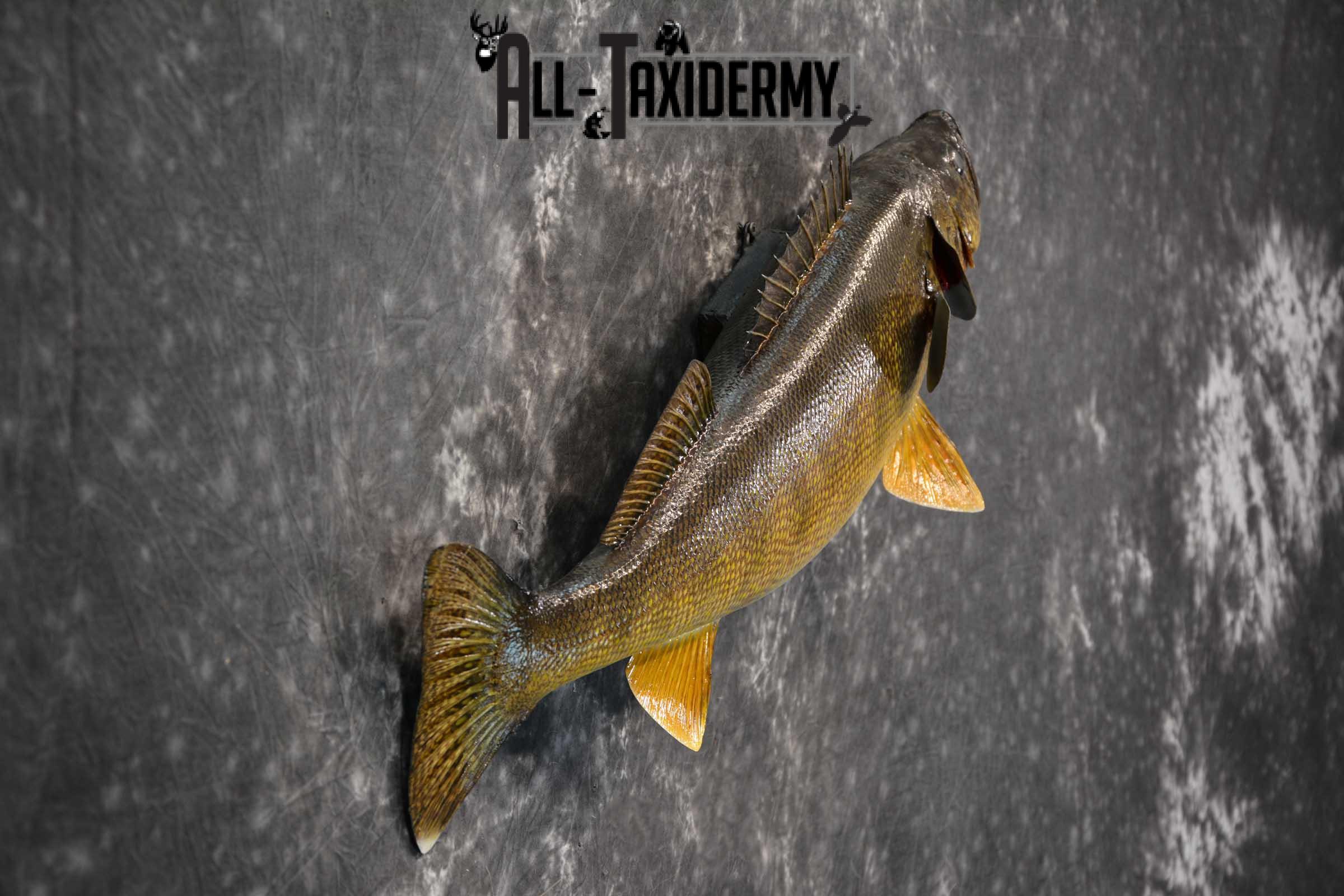 Walleye fish taxidermy mount for sale SKU 1825 - Image 3