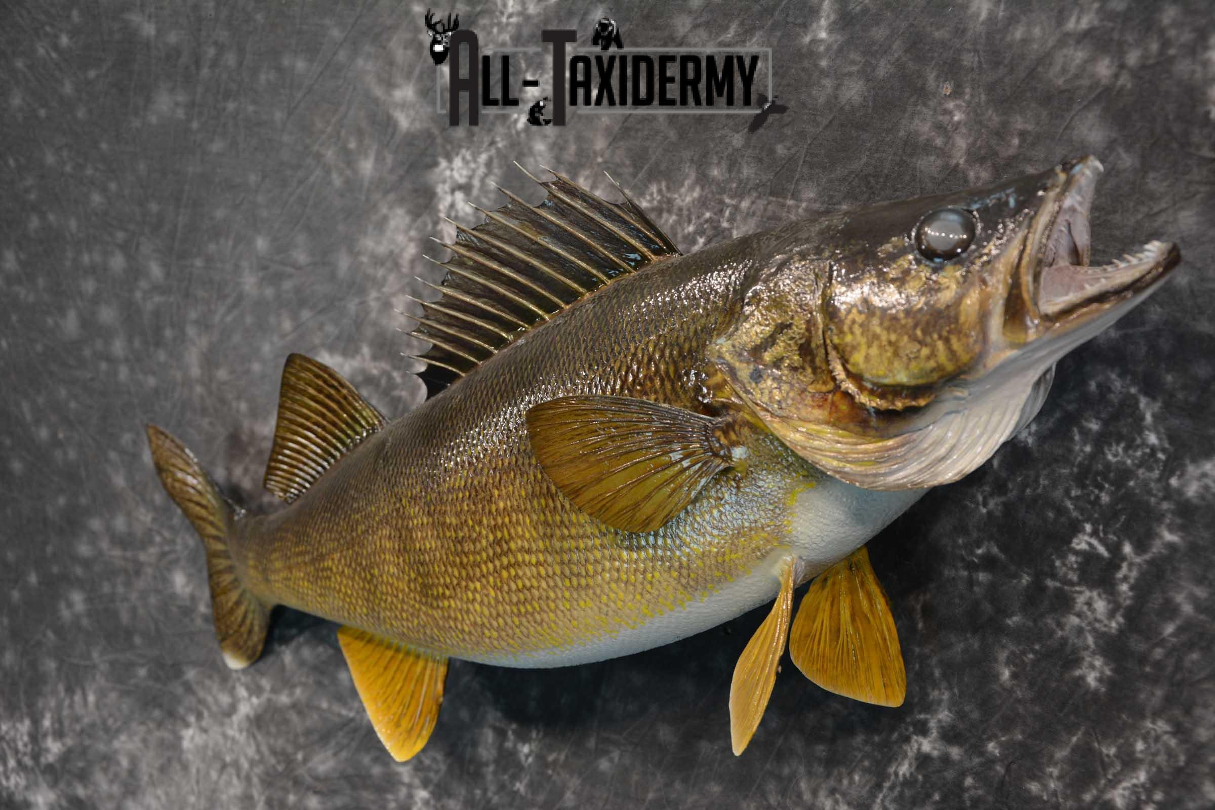 Walleye fish taxidermy mount for sale SKU 1825 - Image 2