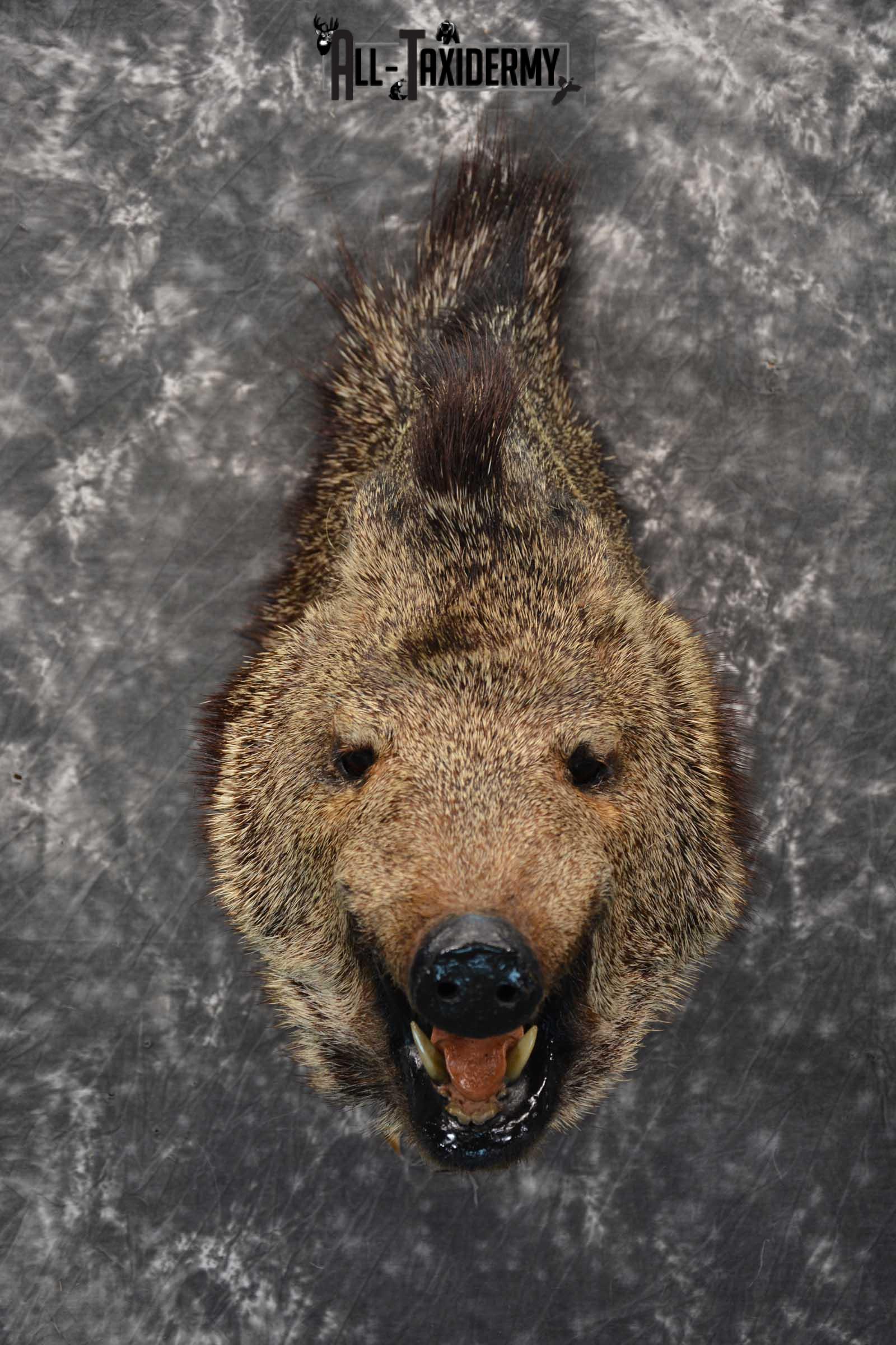 Javelina Taxidermy Shoulder Mount for sale SKU 1822