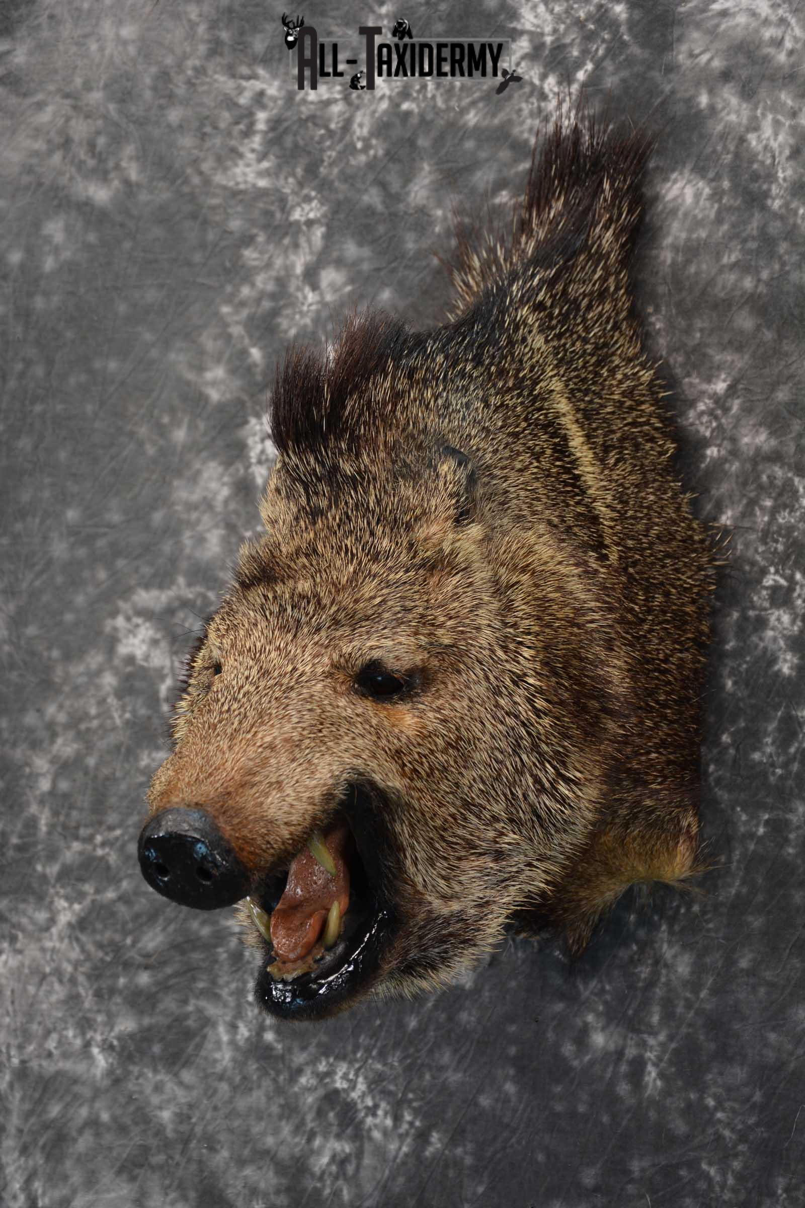 Javelina Taxidermy Shoulder Mount for sale SKU 1822 - Image 5