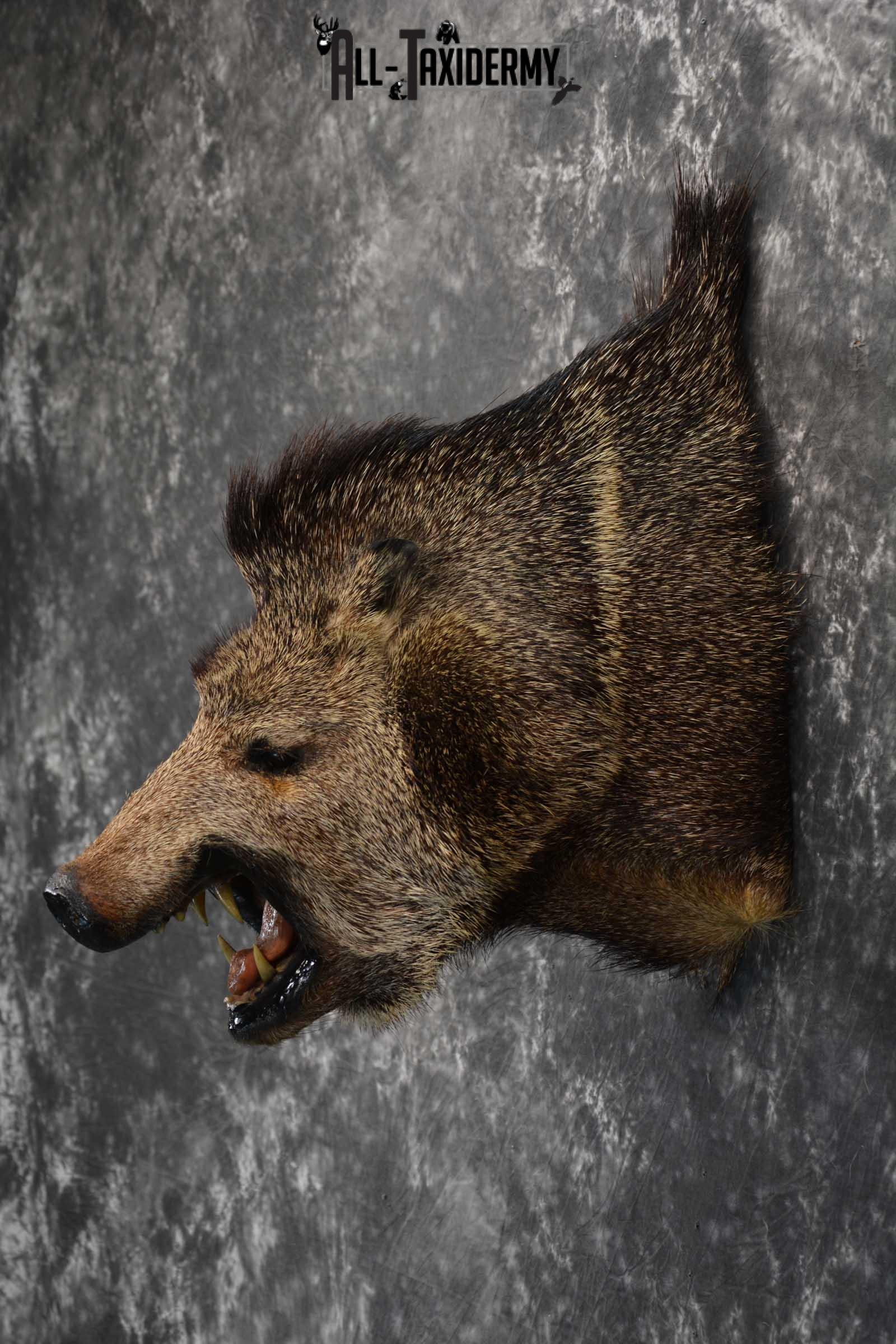 Javelina Taxidermy Shoulder Mount for sale SKU 1822 - Image 4