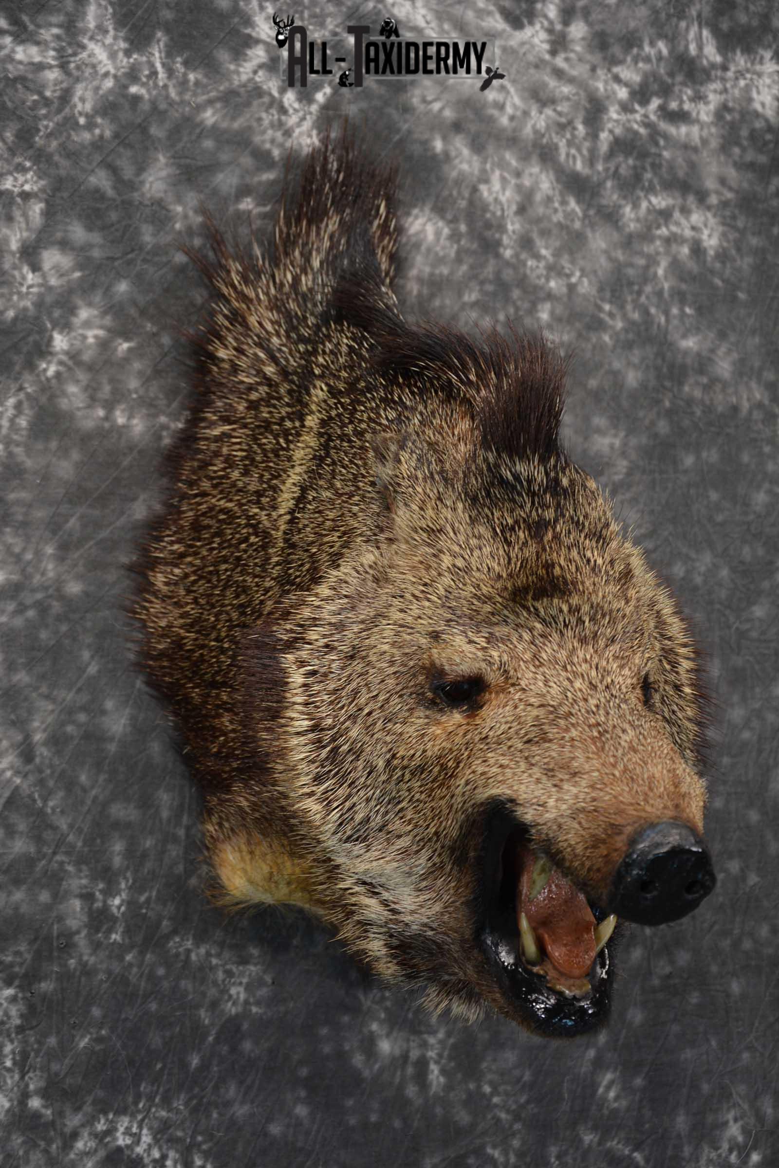 Javelina Taxidermy Shoulder Mount for sale SKU 1822 - Image 3
