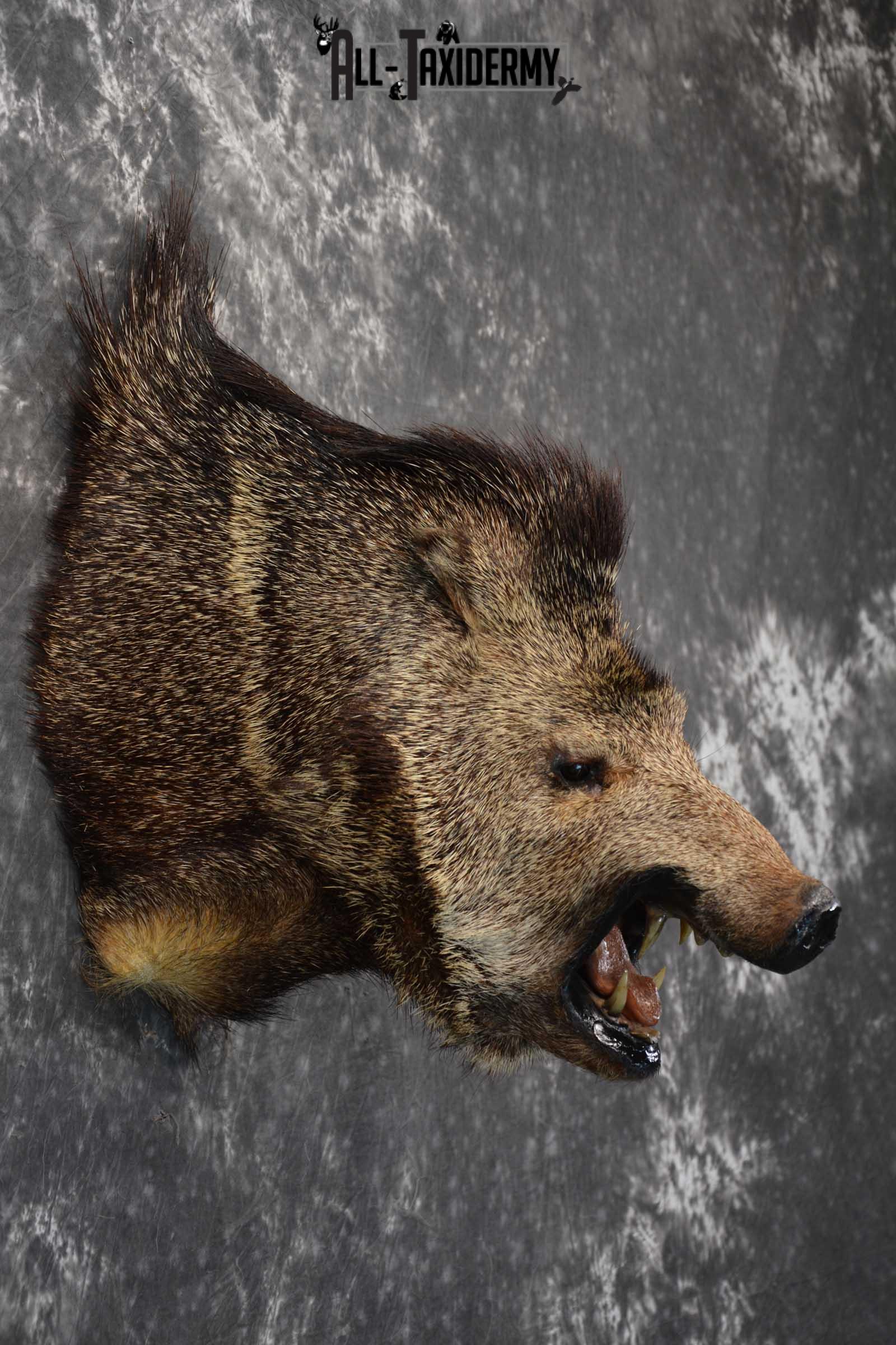 Javelina Taxidermy Shoulder Mount for sale SKU 1822 - Image 2