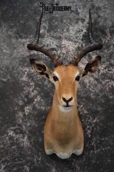 African Impala Taxidermy Shoulder Mount for sale SKU 1804