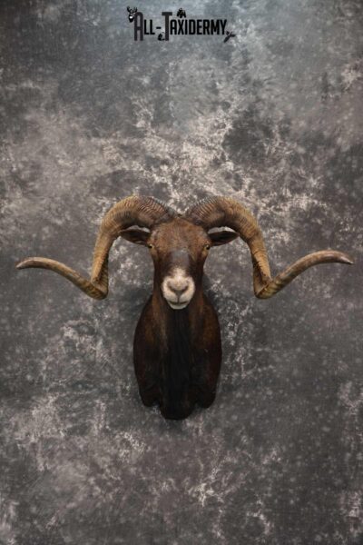 Black Hawaiin Ram Taxidermy Shoulder Mount SKU 1663