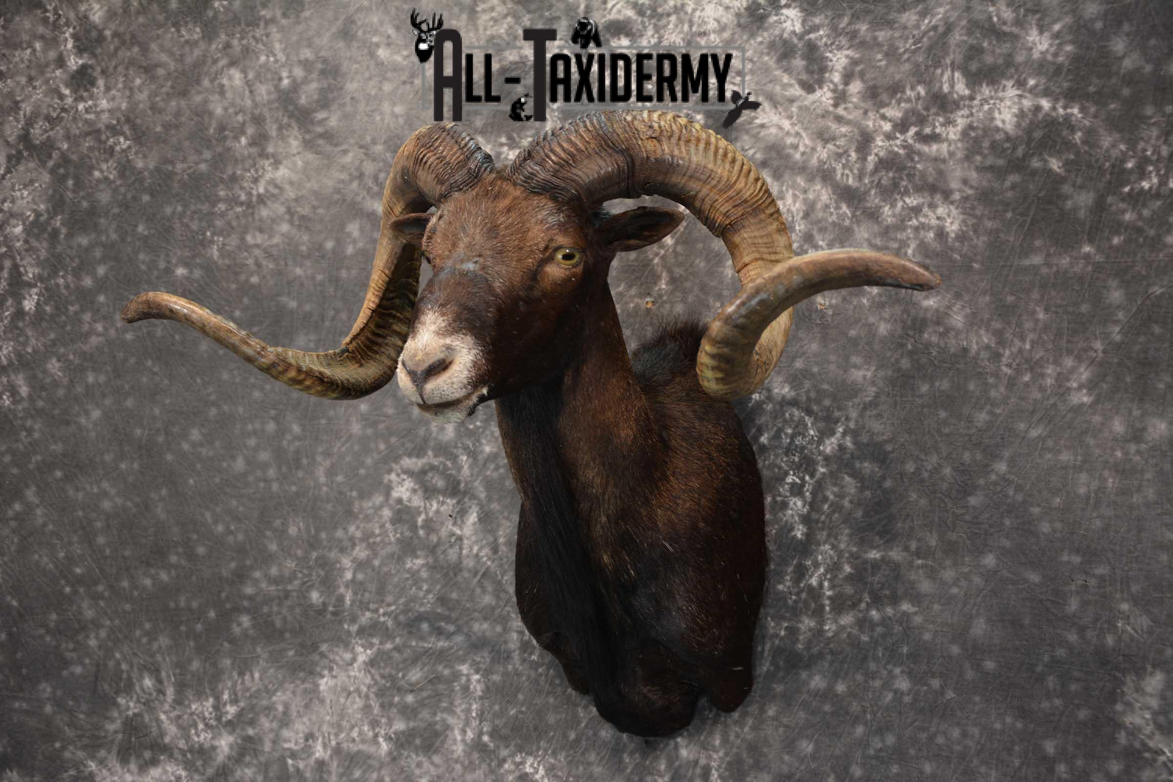 Black Hawaiin Ram Taxidermy Shoulder Mount SKU 1663