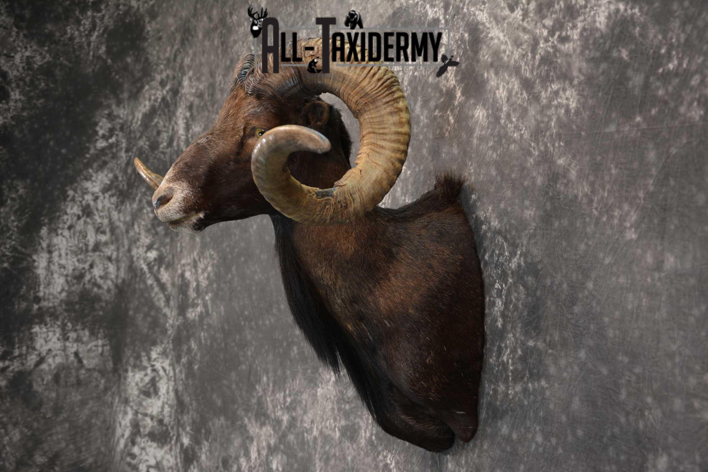 Black Hawaiin Ram Taxidermy Shoulder Mount SKU 1663