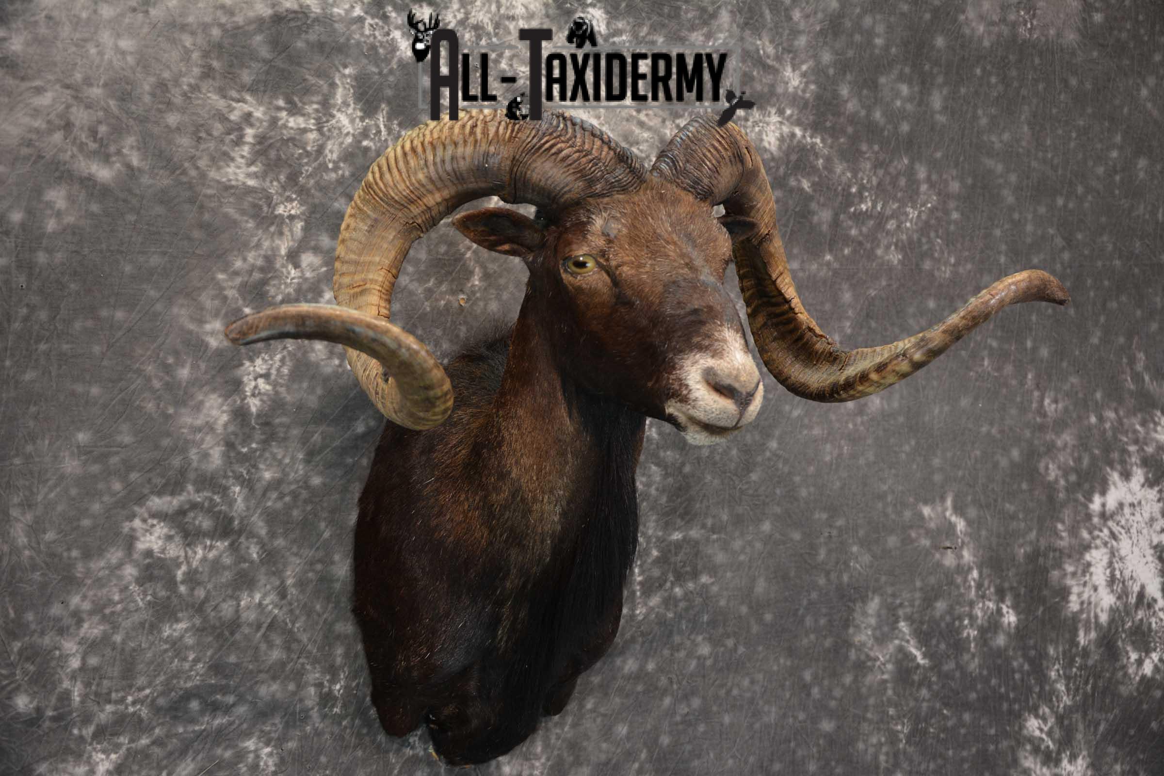 Black Hawaiin Ram Taxidermy Shoulder Mount SKU 1663