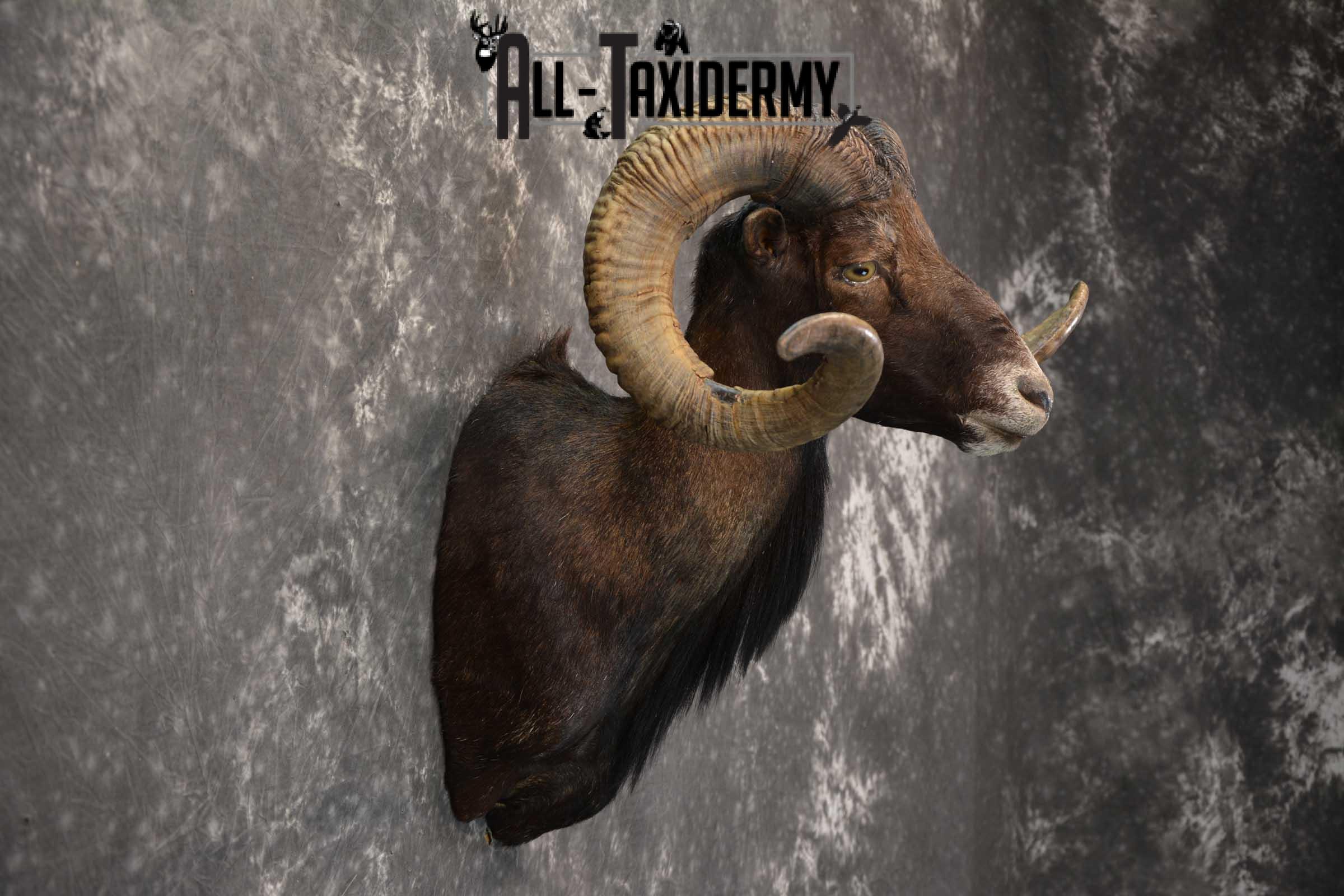 Black Hawaiin Ram Taxidermy Shoulder Mount SKU 1663