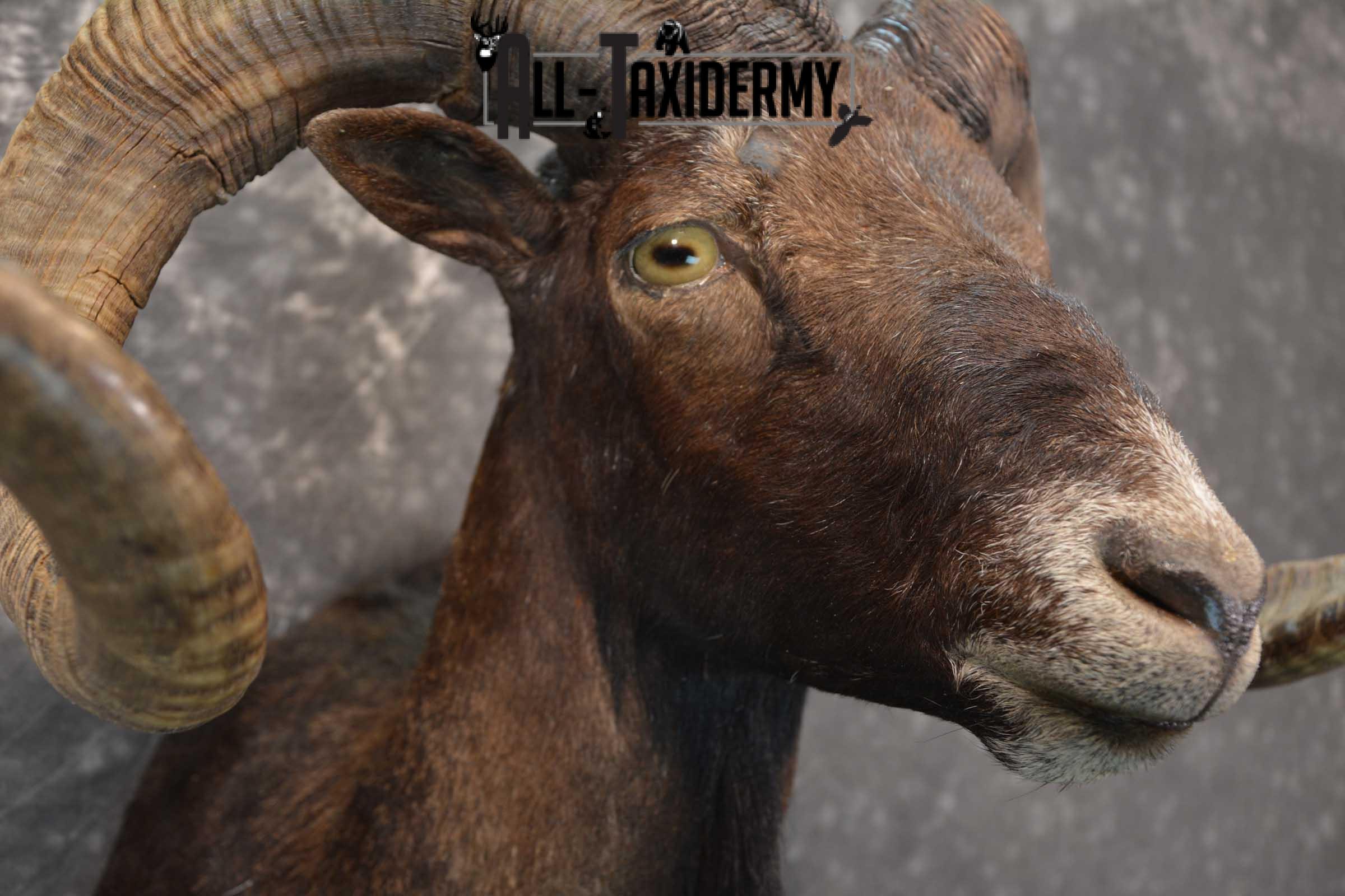 Black Hawaiin Ram Taxidermy Shoulder Mount SKU 1663