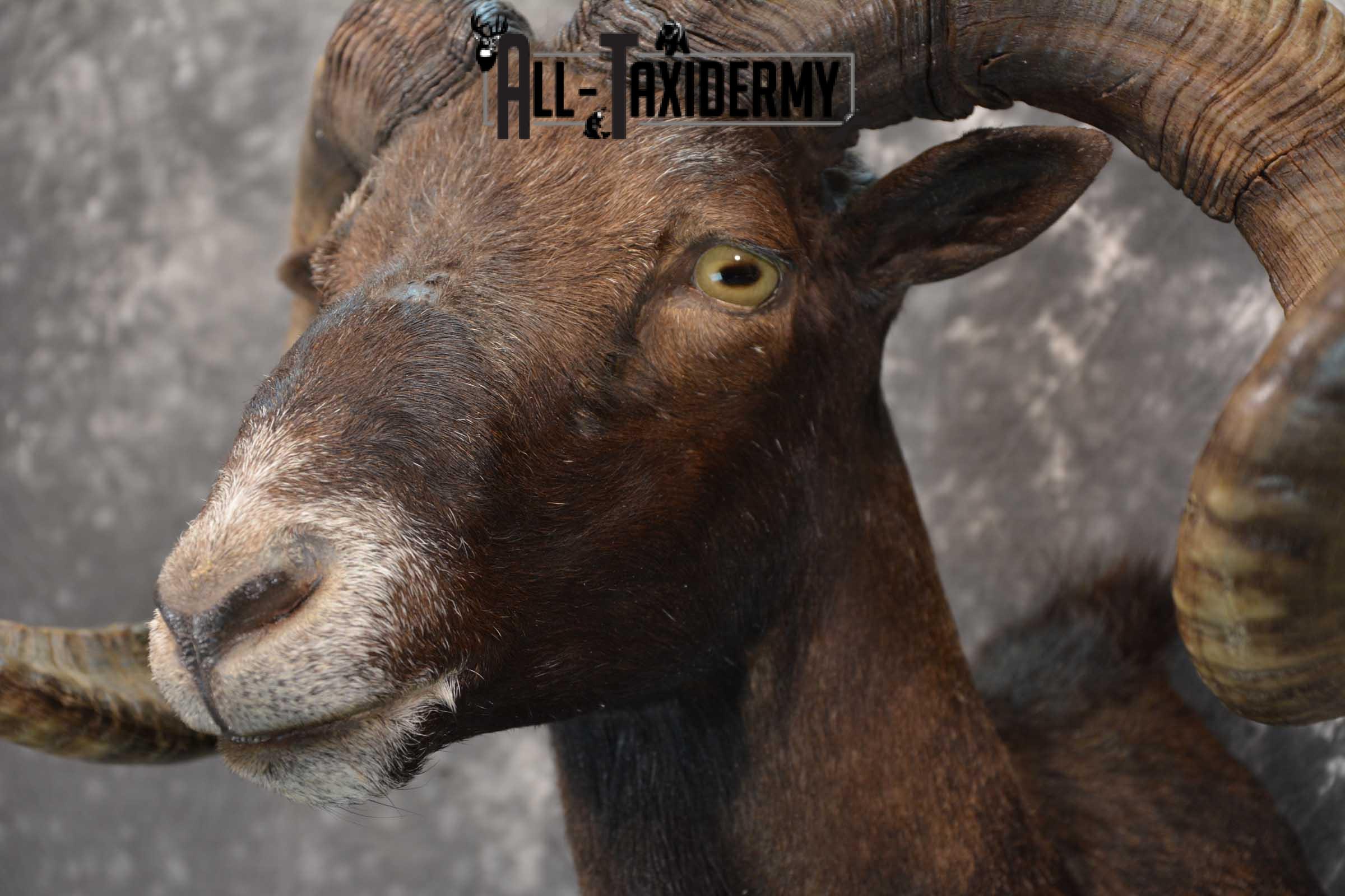 Black Hawaiin Ram Taxidermy Shoulder Mount SKU 1663