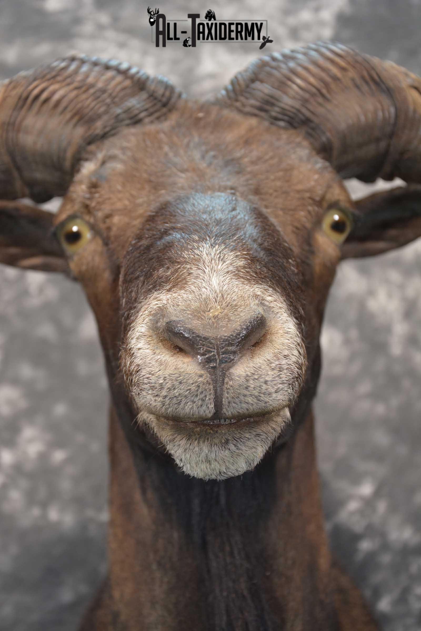 Black Hawaiin Ram Taxidermy Shoulder Mount SKU 1663