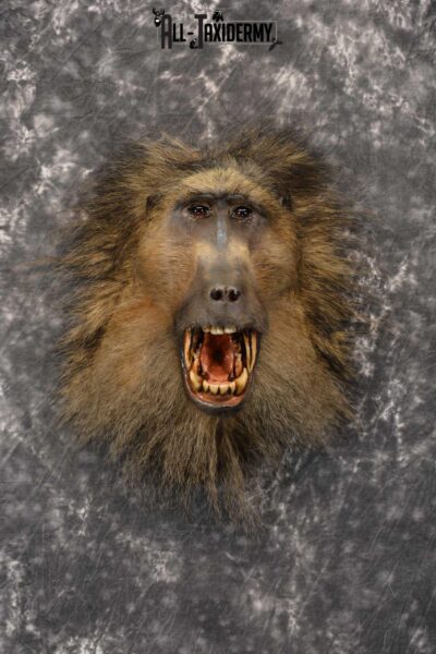 African Baboon Taxidermy Shoulder Mount for sale SKU 1826