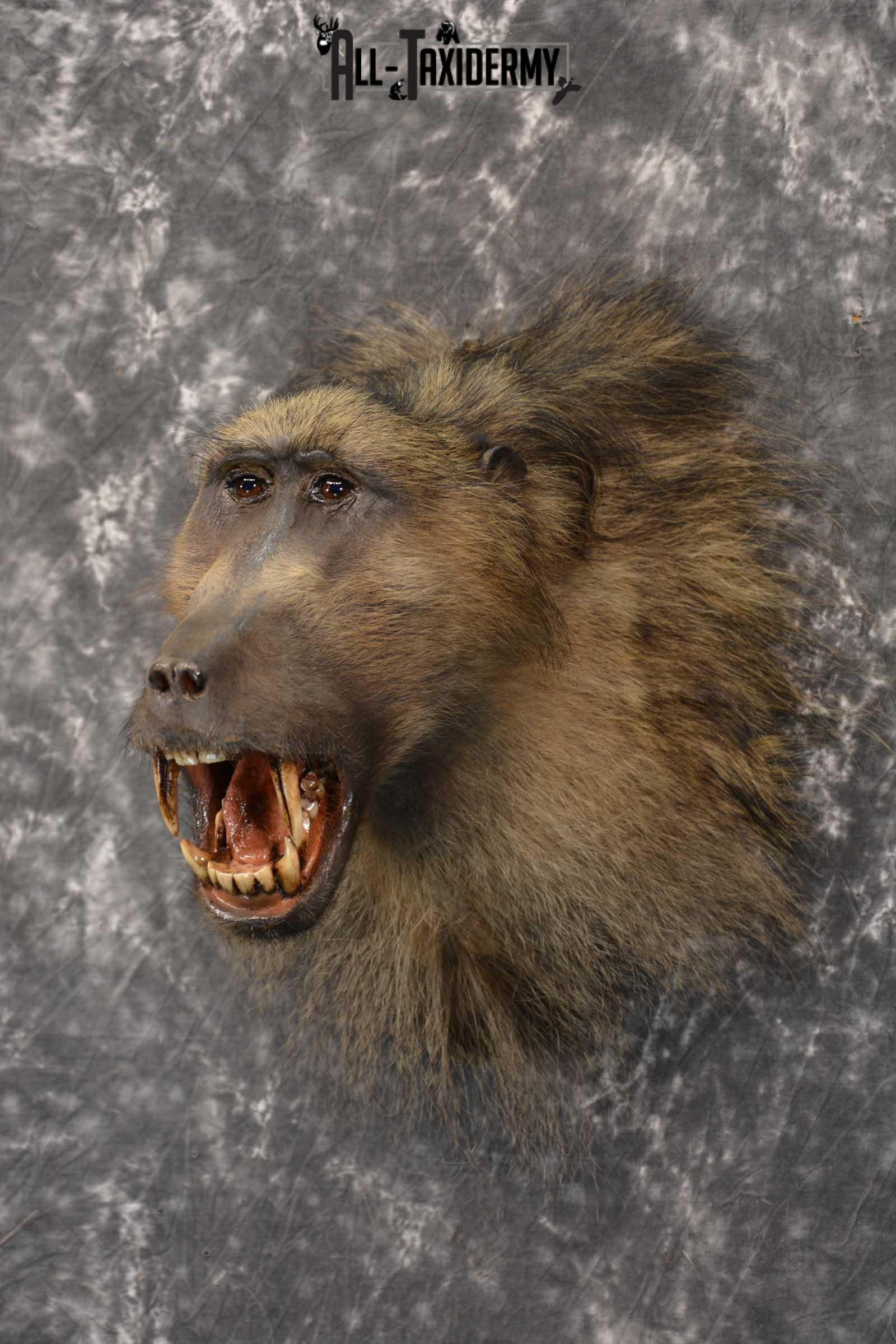 African Baboon Taxidermy Shoulder Mount for sale SKU 1826 - Image 8