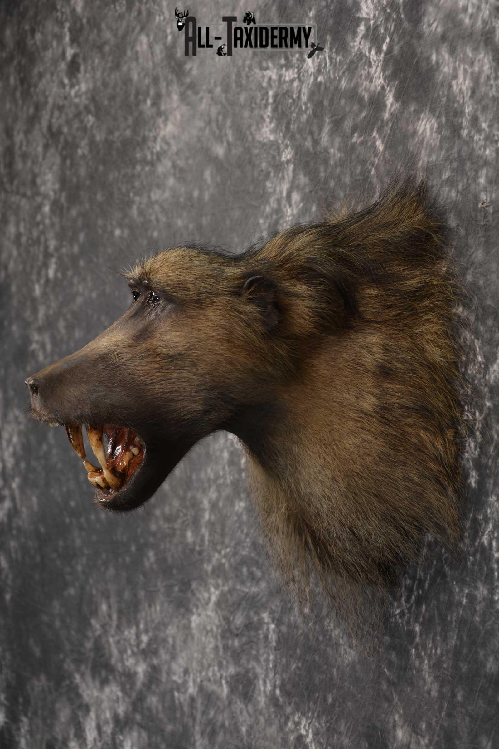 African Baboon Taxidermy Shoulder Mount for sale SKU 1826 - Image 7