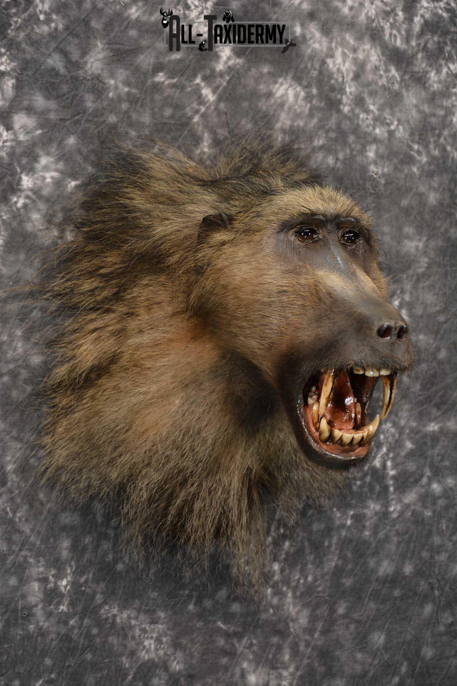 African Baboon Taxidermy Shoulder Mount for sale SKU 1826 - Image 6