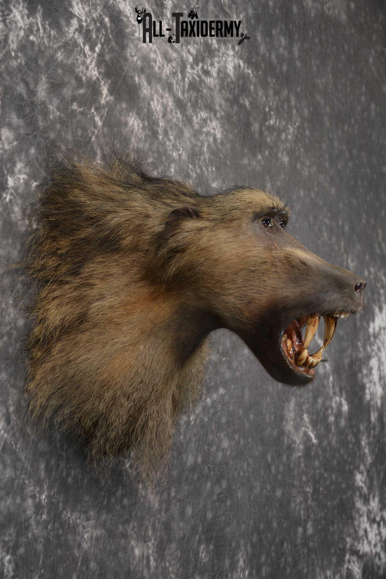 African Baboon Taxidermy Shoulder Mount for sale SKU 1826 - Image 5