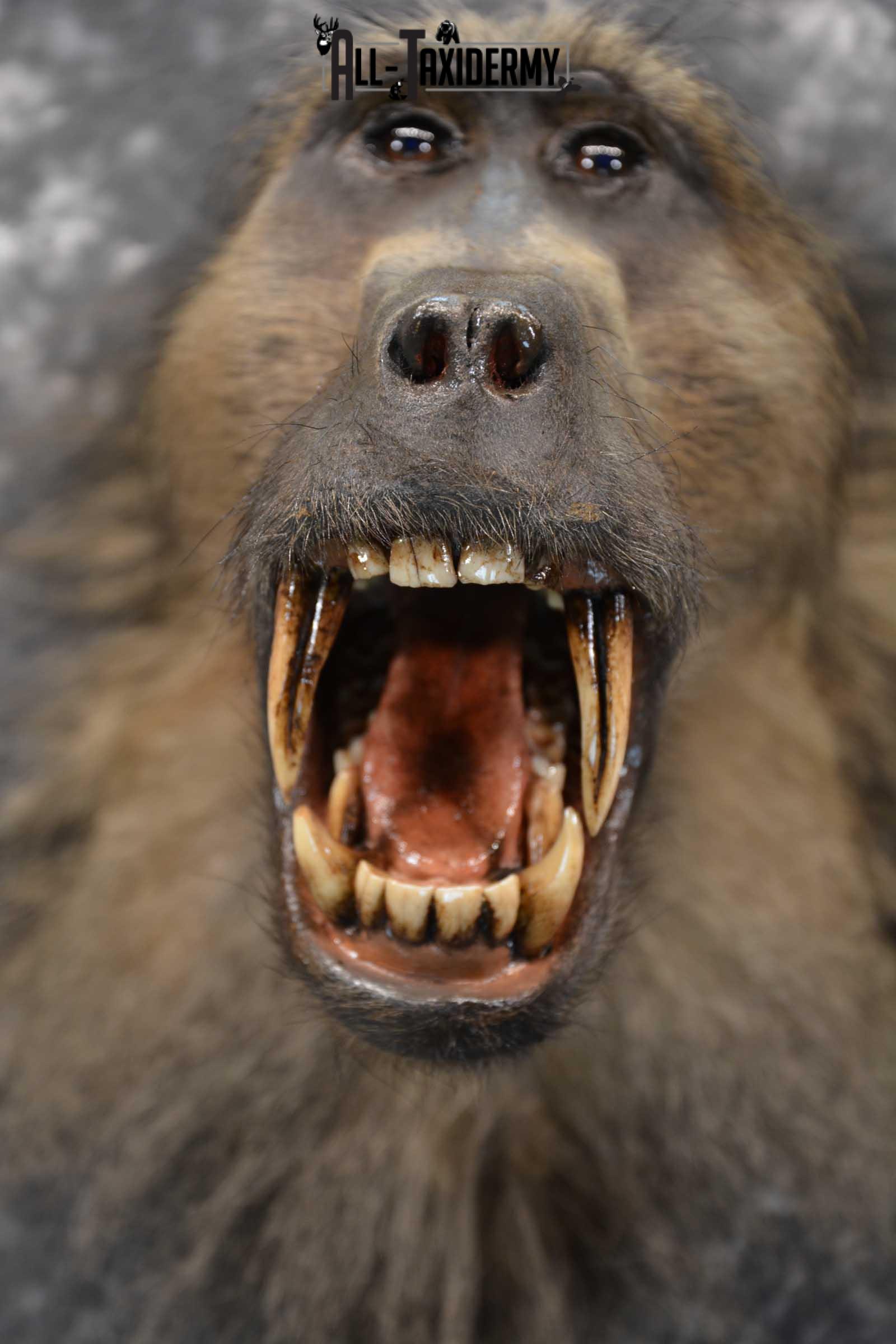 African Baboon Taxidermy Shoulder Mount for sale SKU 1826 - Image 4