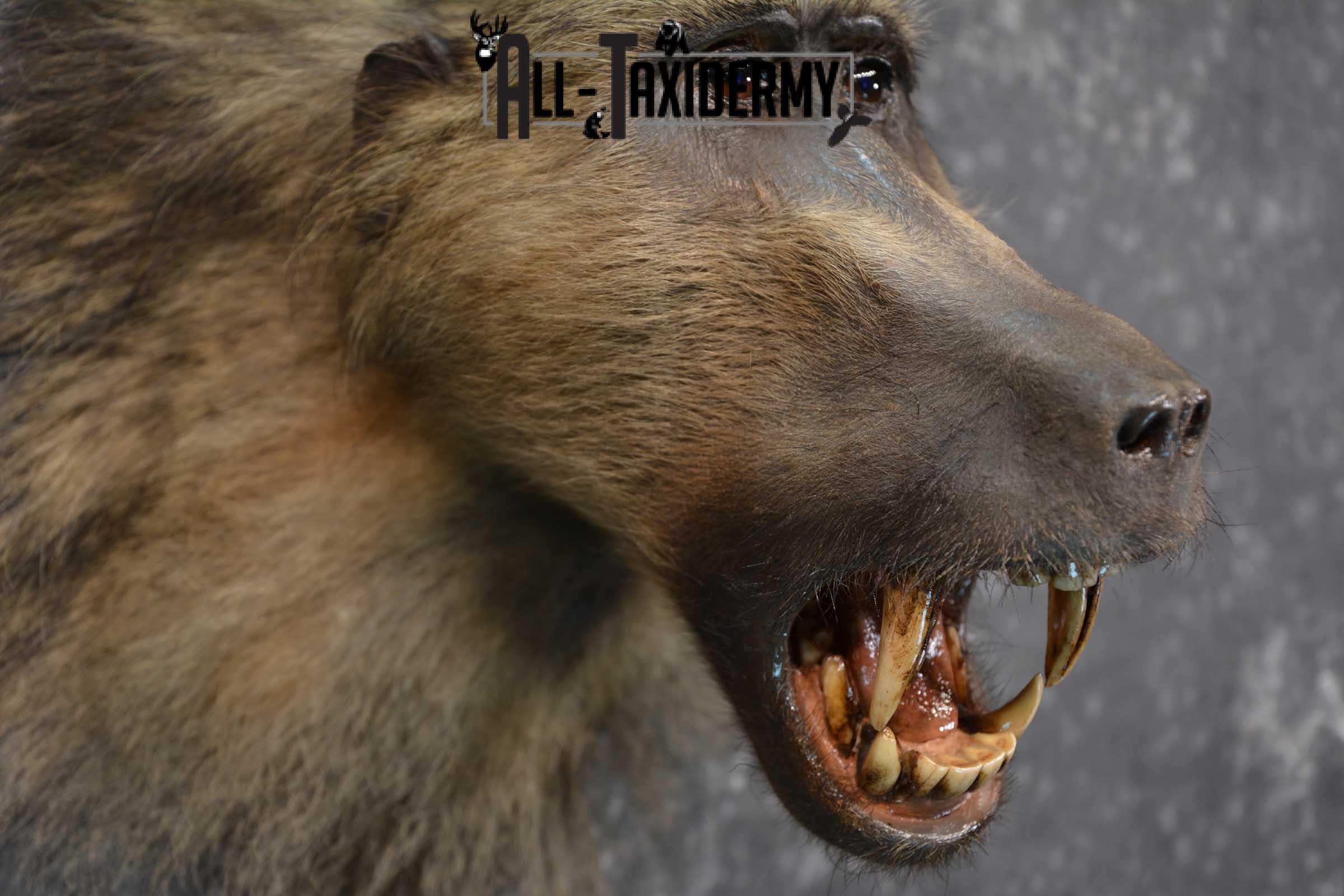 African Baboon Taxidermy Shoulder Mount for sale SKU 1826 - Image 3