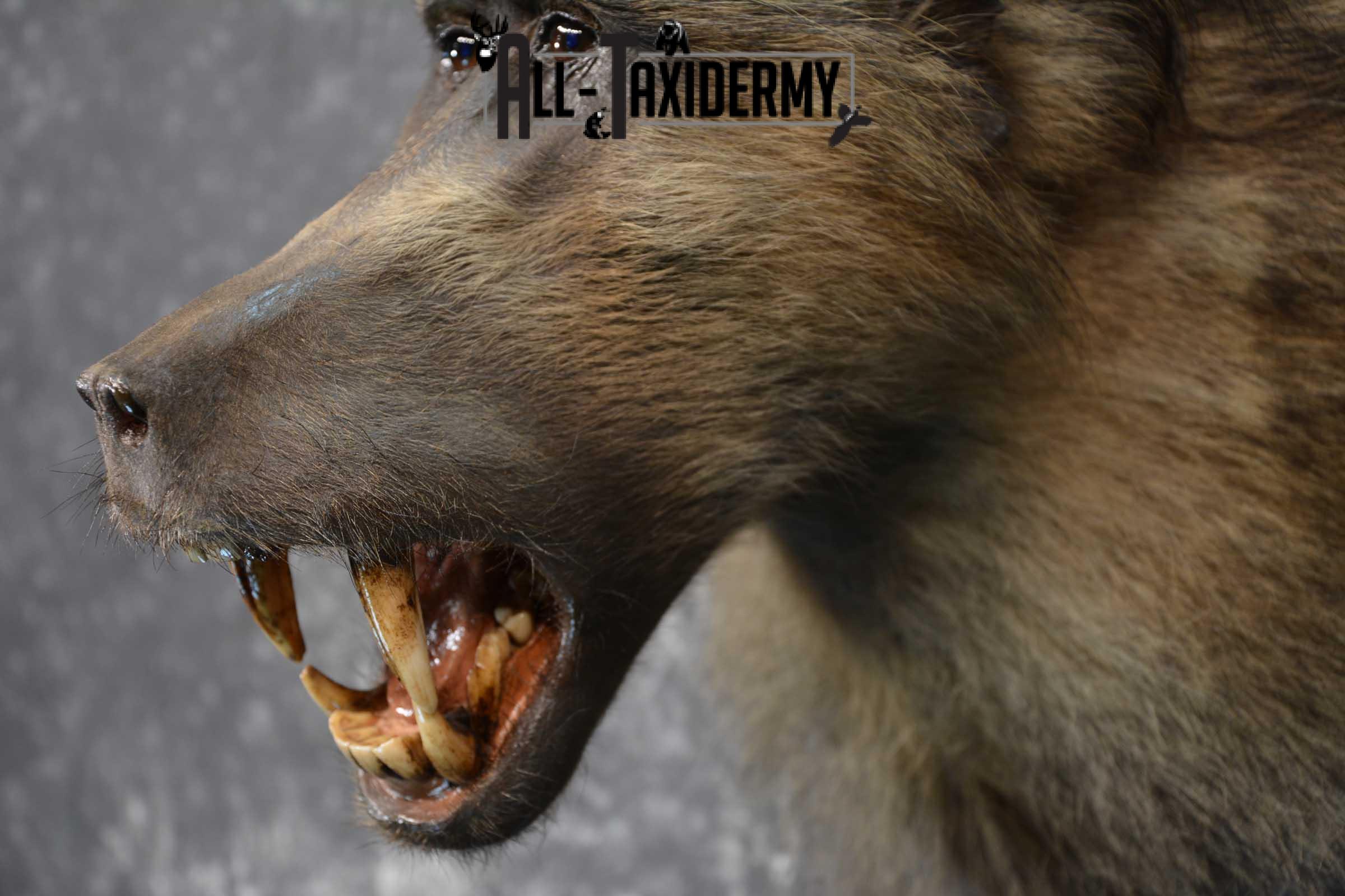 African Baboon Taxidermy Shoulder Mount for sale SKU 1826 - Image 2