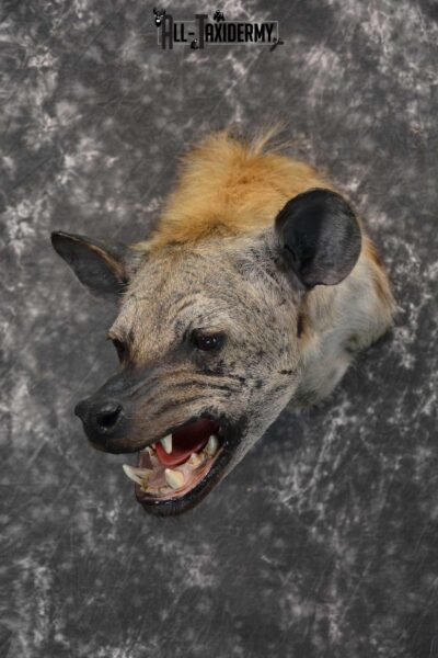 Spotted Hyena