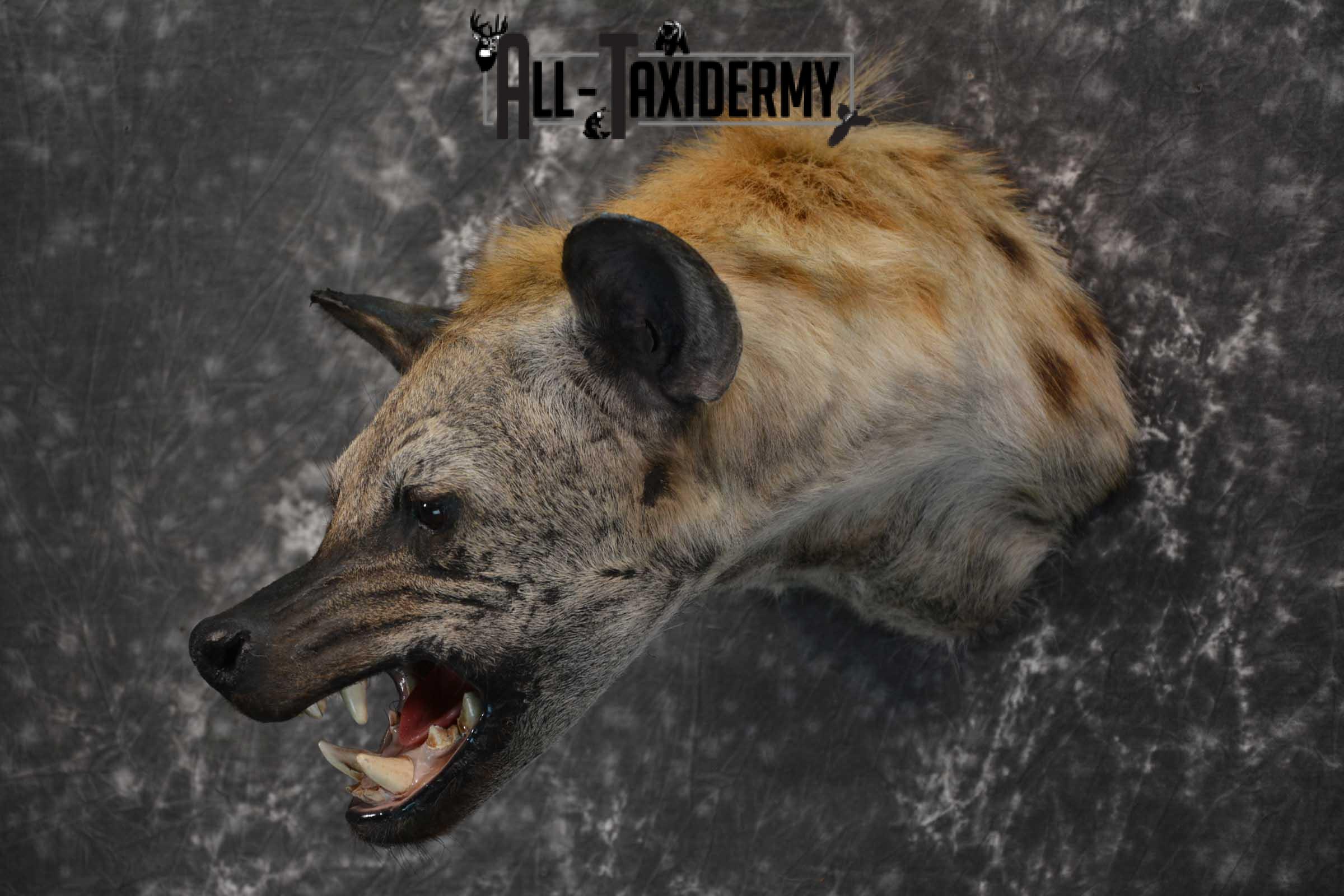African Spotted Hyena Taxidermy Shoulder Mount for sale SKU 1794 - Image 8
