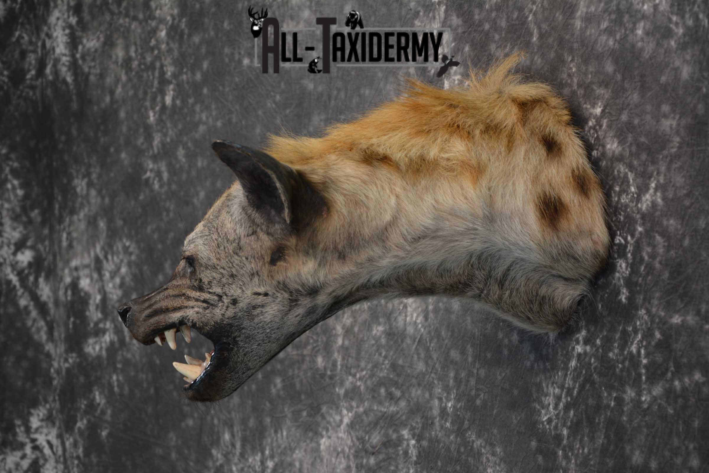 African Spotted Hyena Taxidermy Shoulder Mount for sale SKU 1794 - Image 7