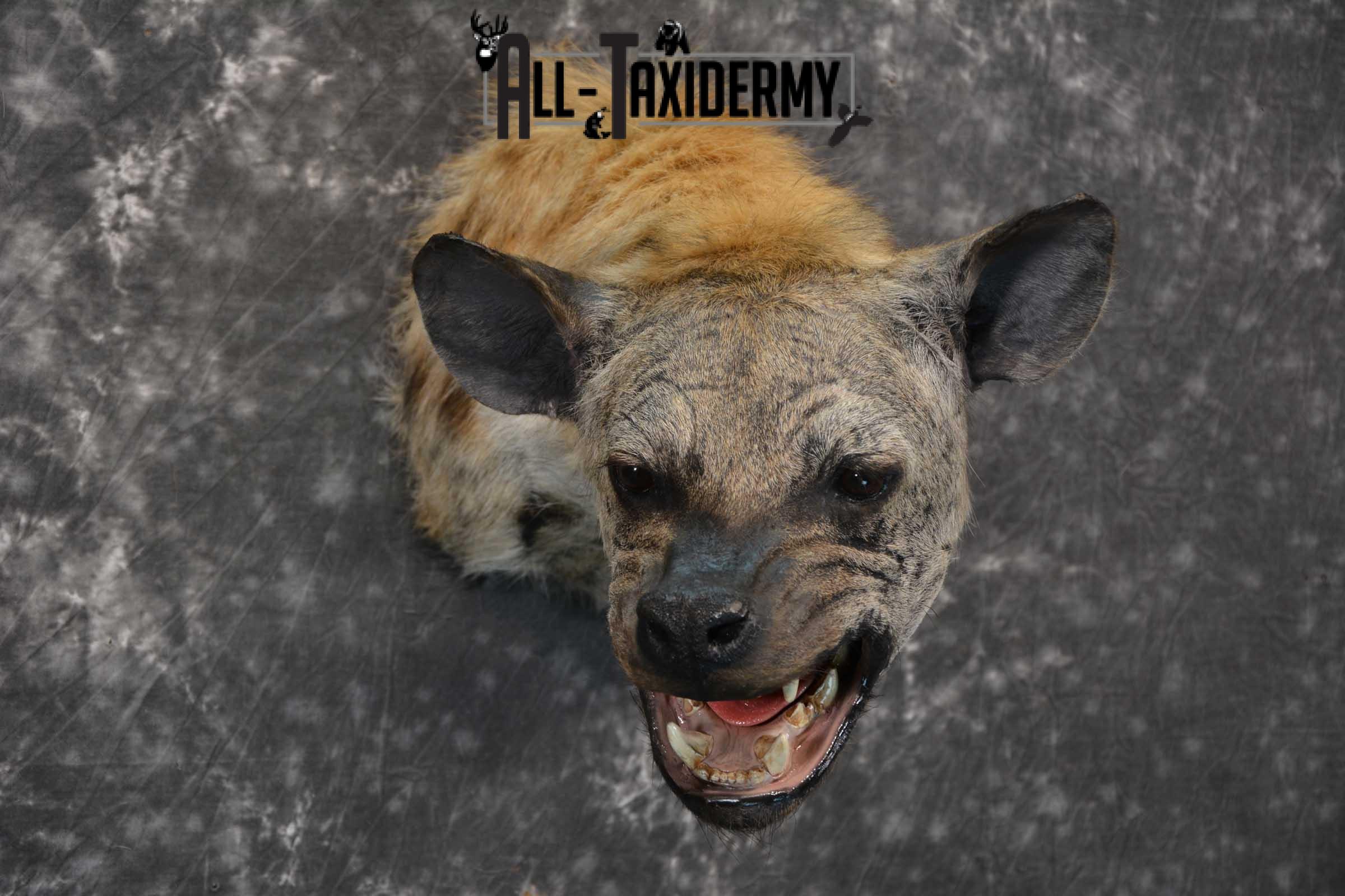 African Spotted Hyena Taxidermy Shoulder Mount for sale SKU 1794 - Image 6