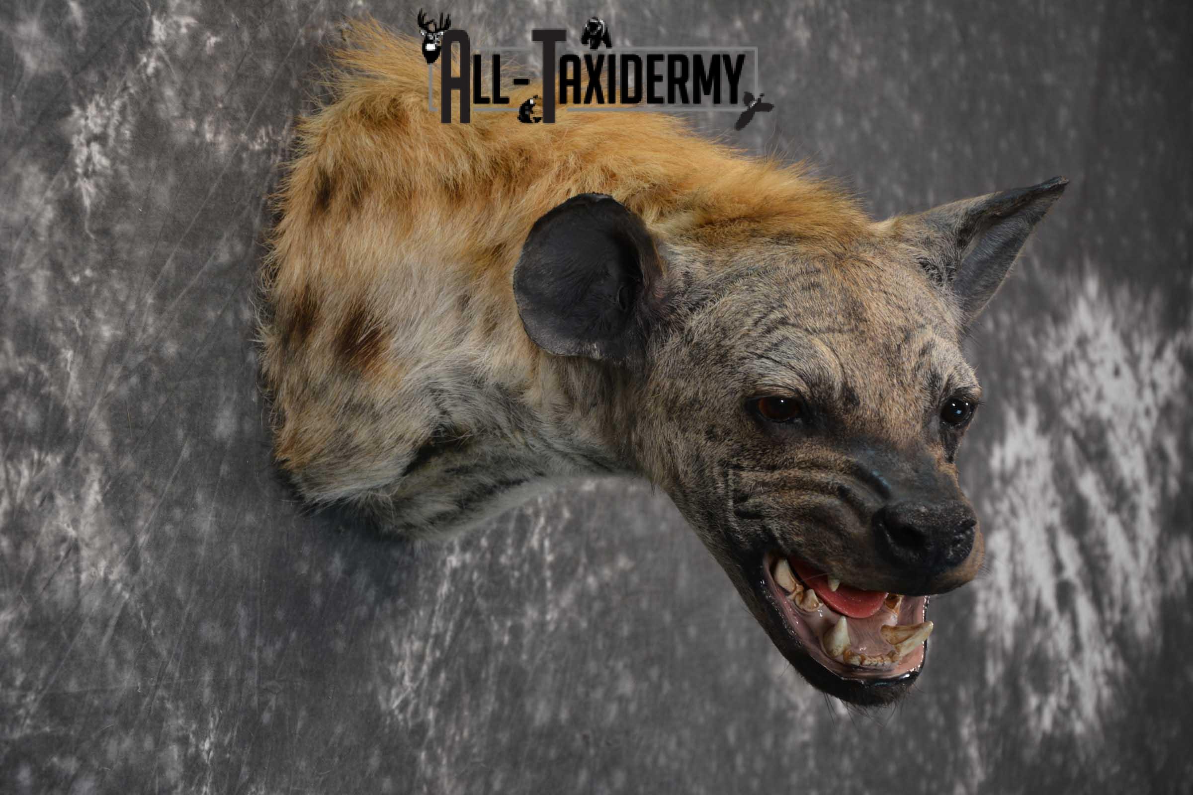 African Spotted Hyena Taxidermy Shoulder Mount for sale SKU 1794 - Image 5