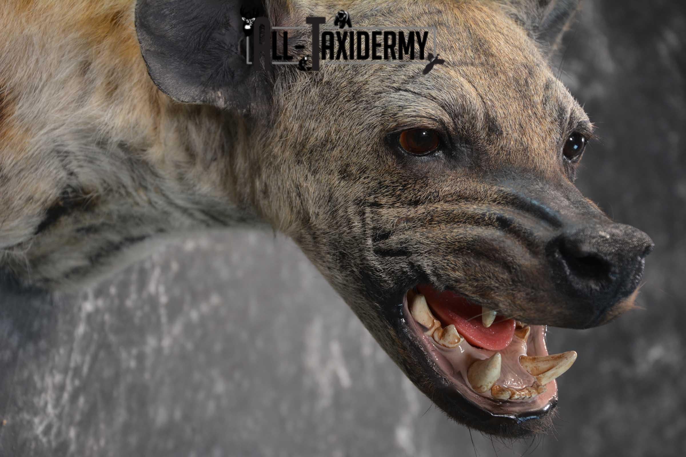 African Spotted Hyena Taxidermy Shoulder Mount for sale SKU 1794 - Image 4