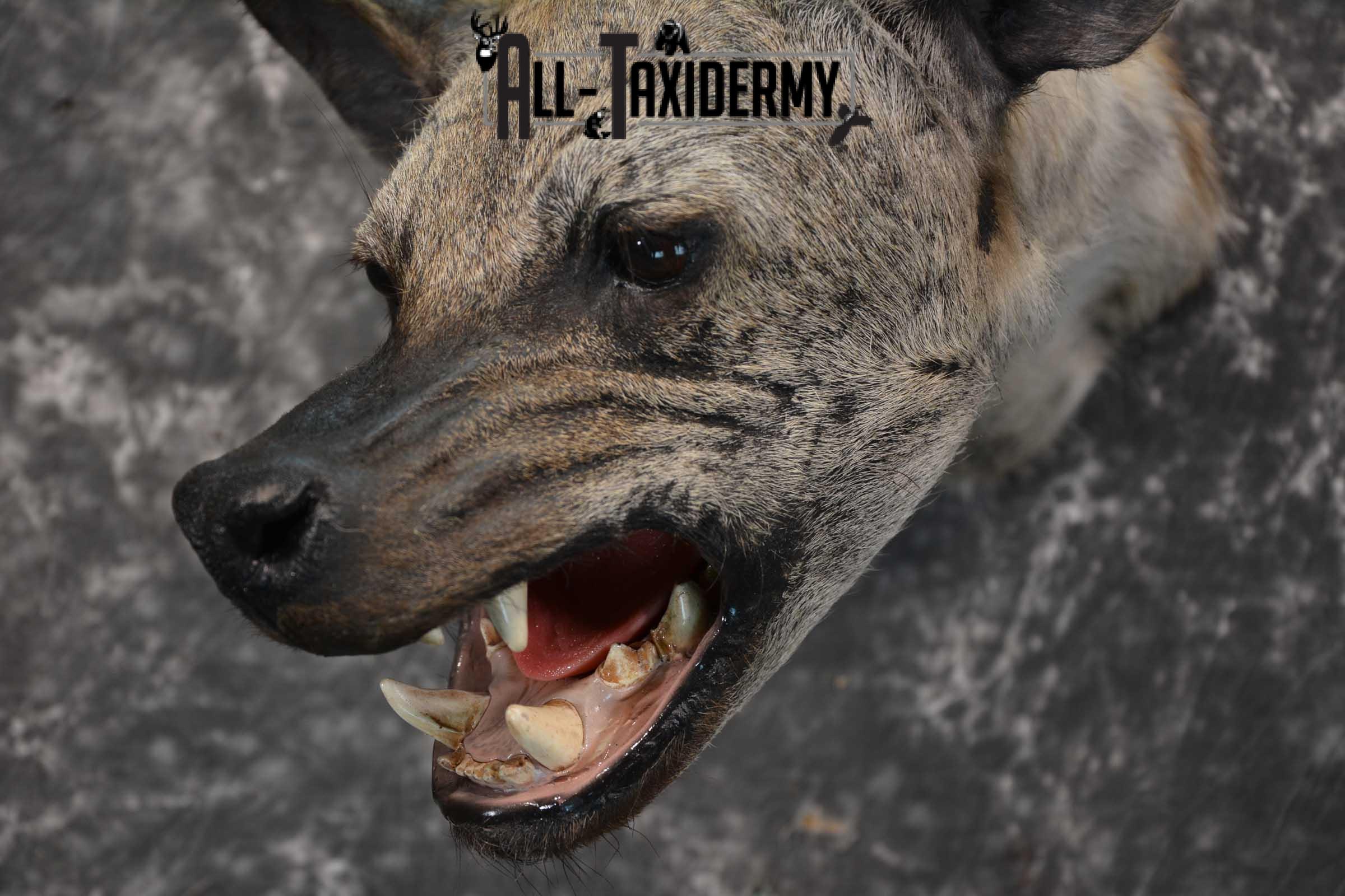 African Spotted Hyena Taxidermy Shoulder Mount for sale SKU 1794 - Image 3