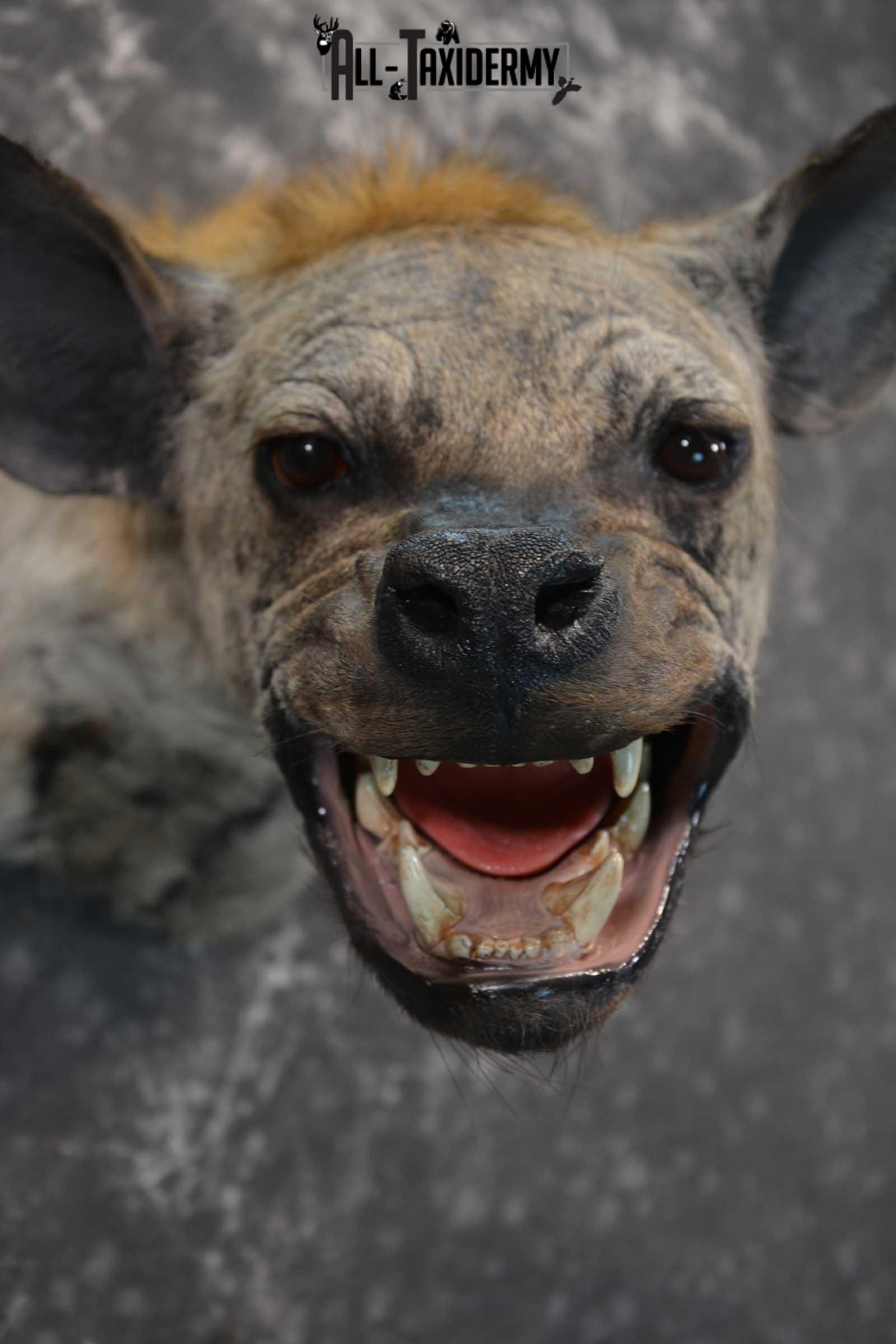 African Spotted Hyena Taxidermy Shoulder Mount for sale SKU 1794 - Image 2