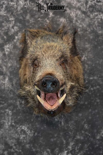 Multi Color Russian Boar Taxidermy Mount for sale SKU 1812