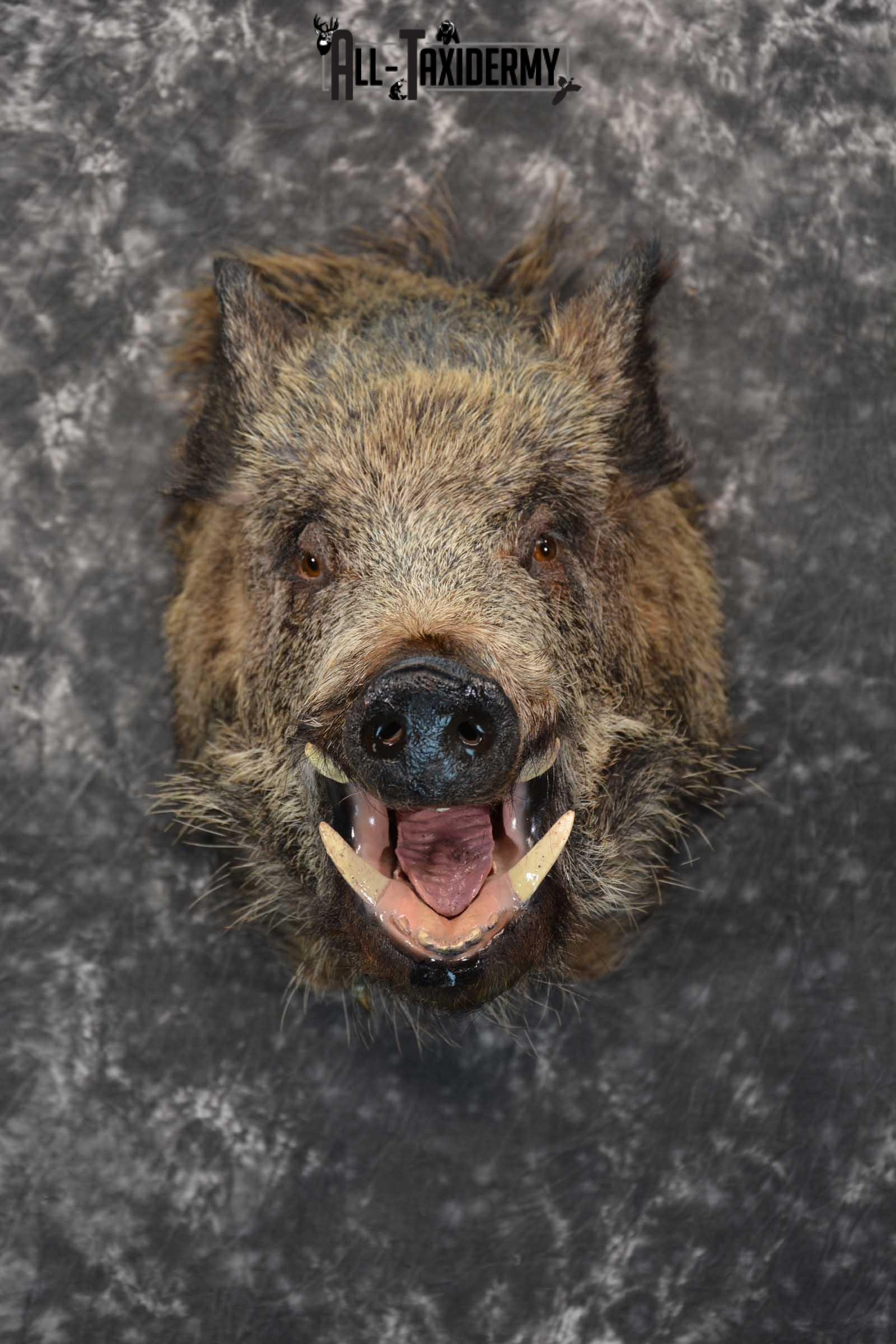 Multi Color Russian Boar Taxidermy Mount for sale SKU 1812