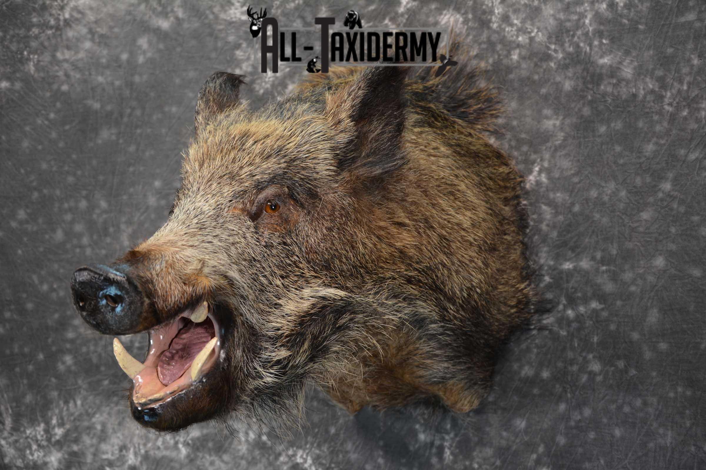 Multi Color Russian Boar Taxidermy Mount for sale SKU 1812 - Image 7