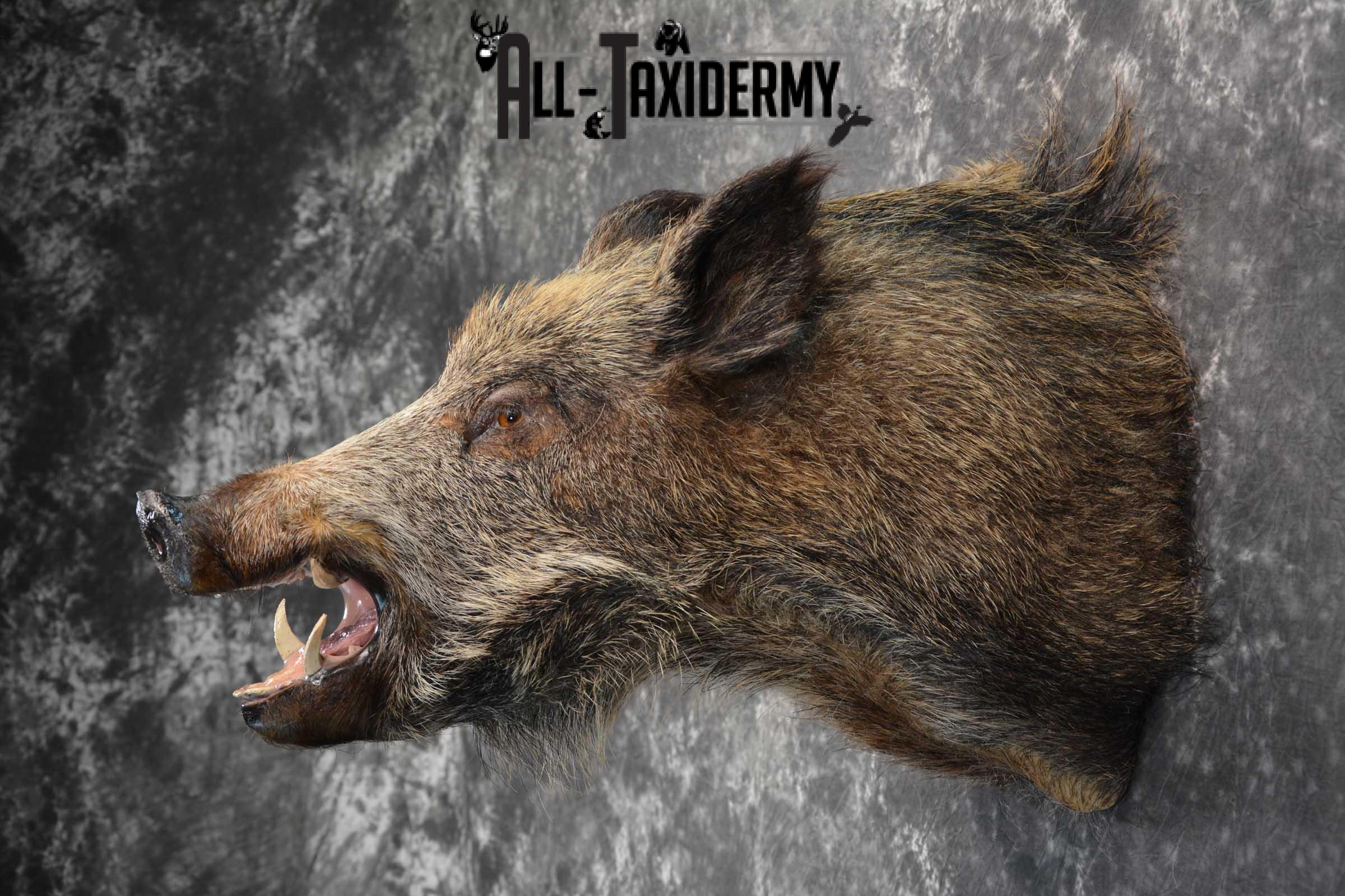 Multi Color Russian Boar Taxidermy Mount for sale SKU 1812 - Image 6