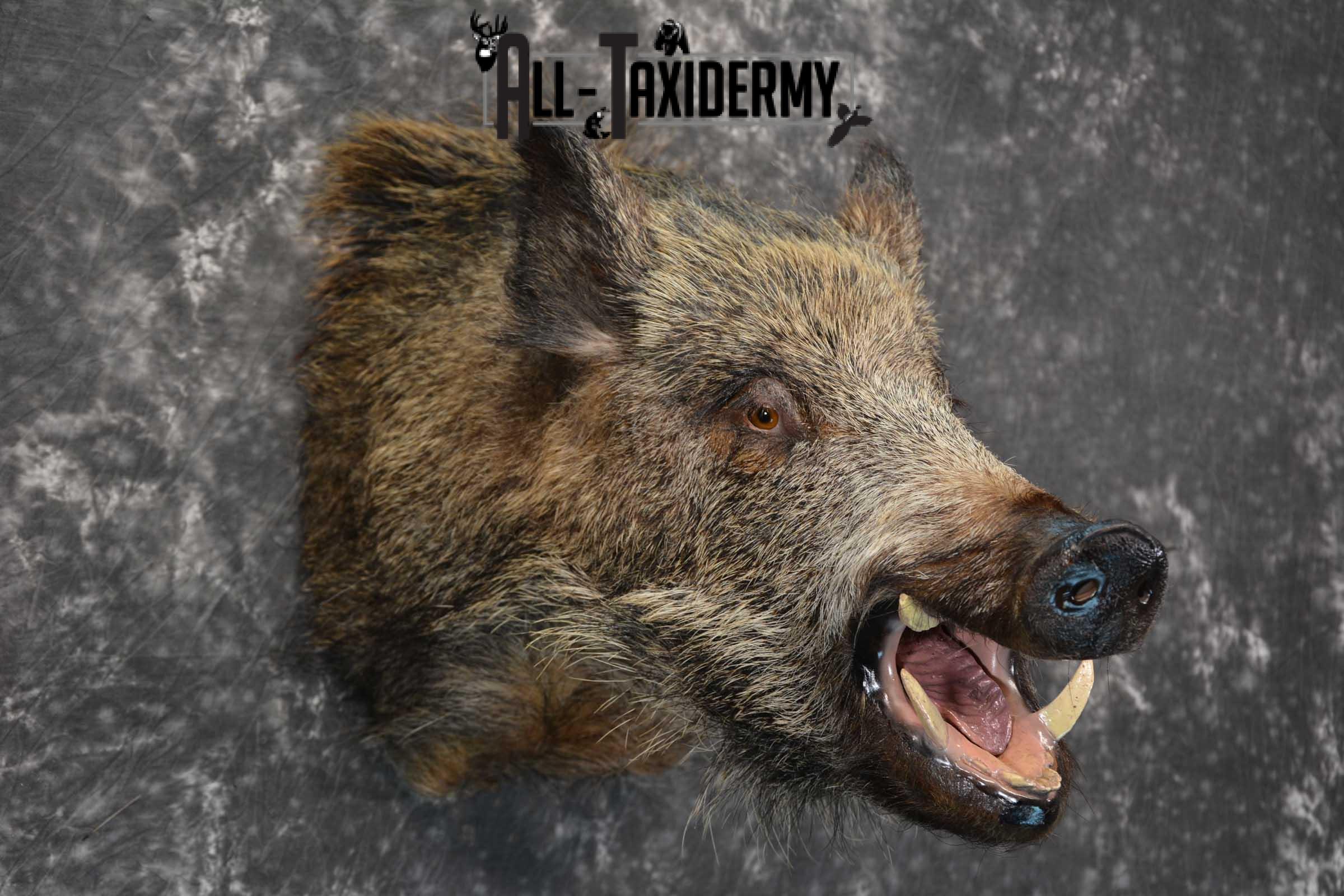 Multi Color Russian Boar Taxidermy Mount for sale SKU 1812 - Image 5