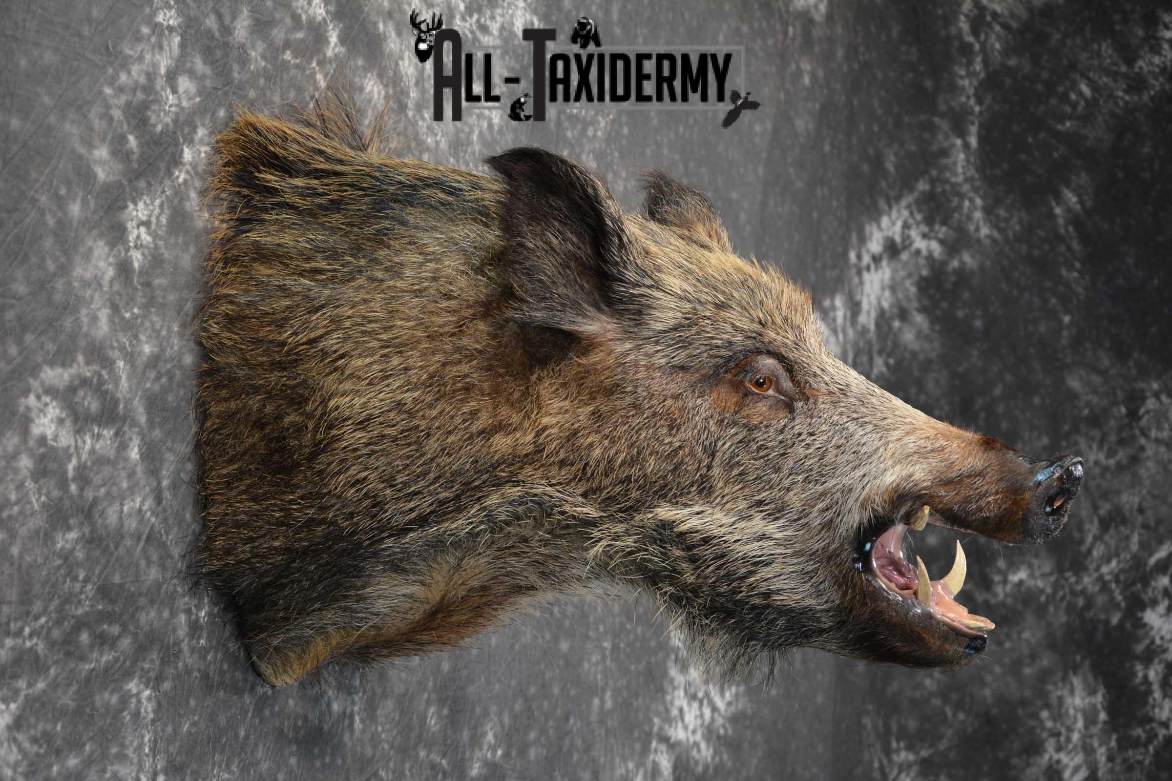 Multi Color Russian Boar Taxidermy Mount for sale SKU 1812 - Image 4